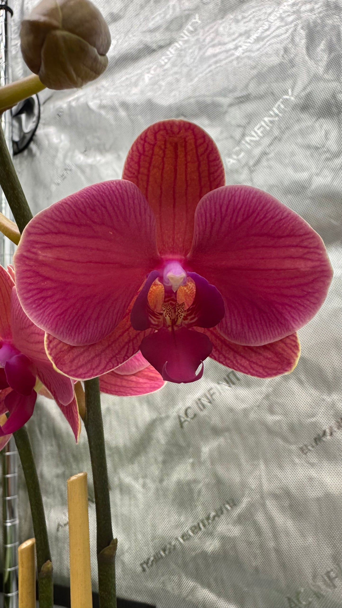 Phalaenopsis Dtps. Lianher Orange Double Spike In Bud/Bloom