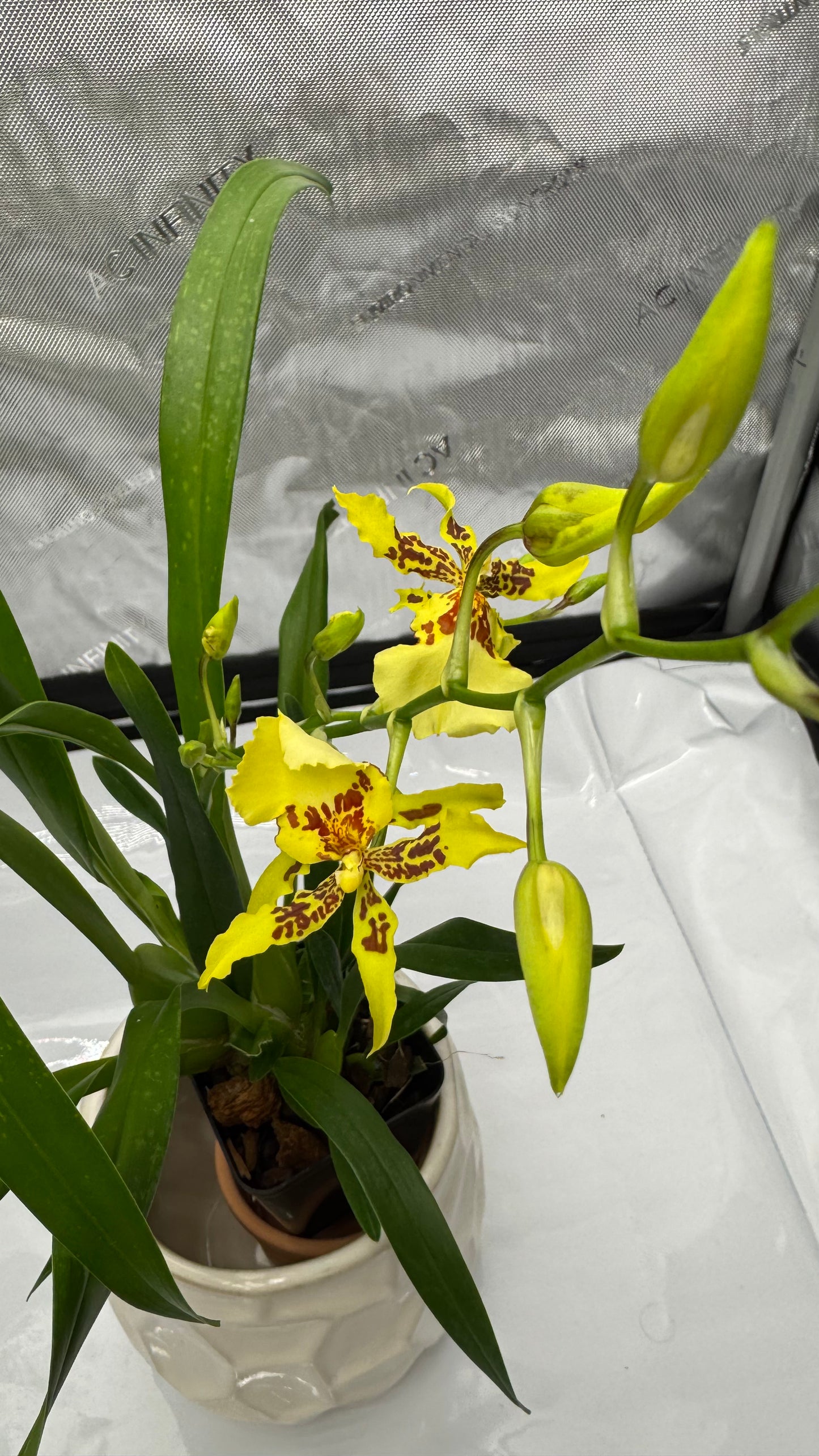 Miltonidium (Mtdm.) Pacific Paragon 'Honey Butter'