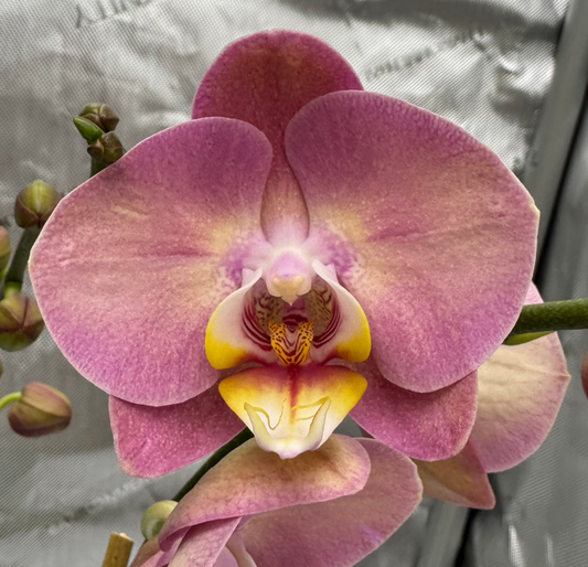 Phalaenopsis KC Honey Peach Double Spike In Bud/Bloom