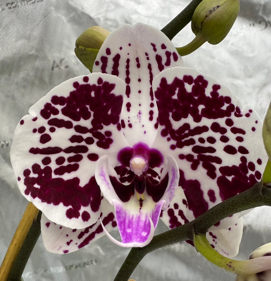 Phalaenopsis Lianher Black Pearl Double Spike In Bud/Bloom