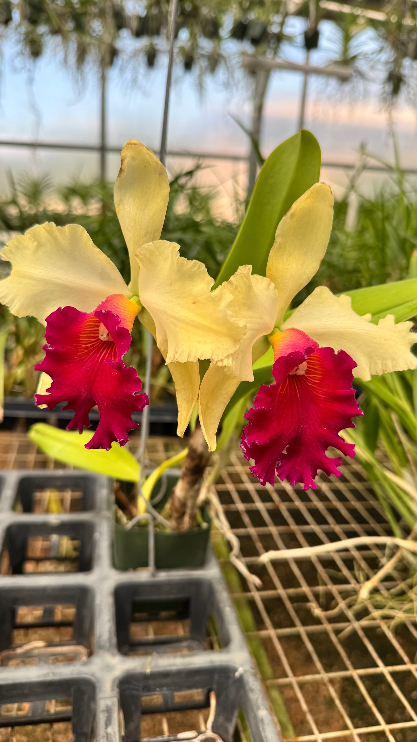 Large Cattleya Fragrant Blc. Waianae Appeal 'Carmela'