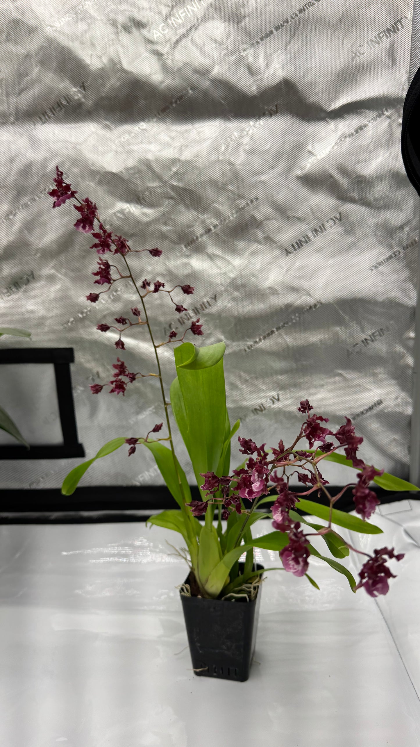 Oncidium (Onc.) Heaven Scent 'Sweet Baby'