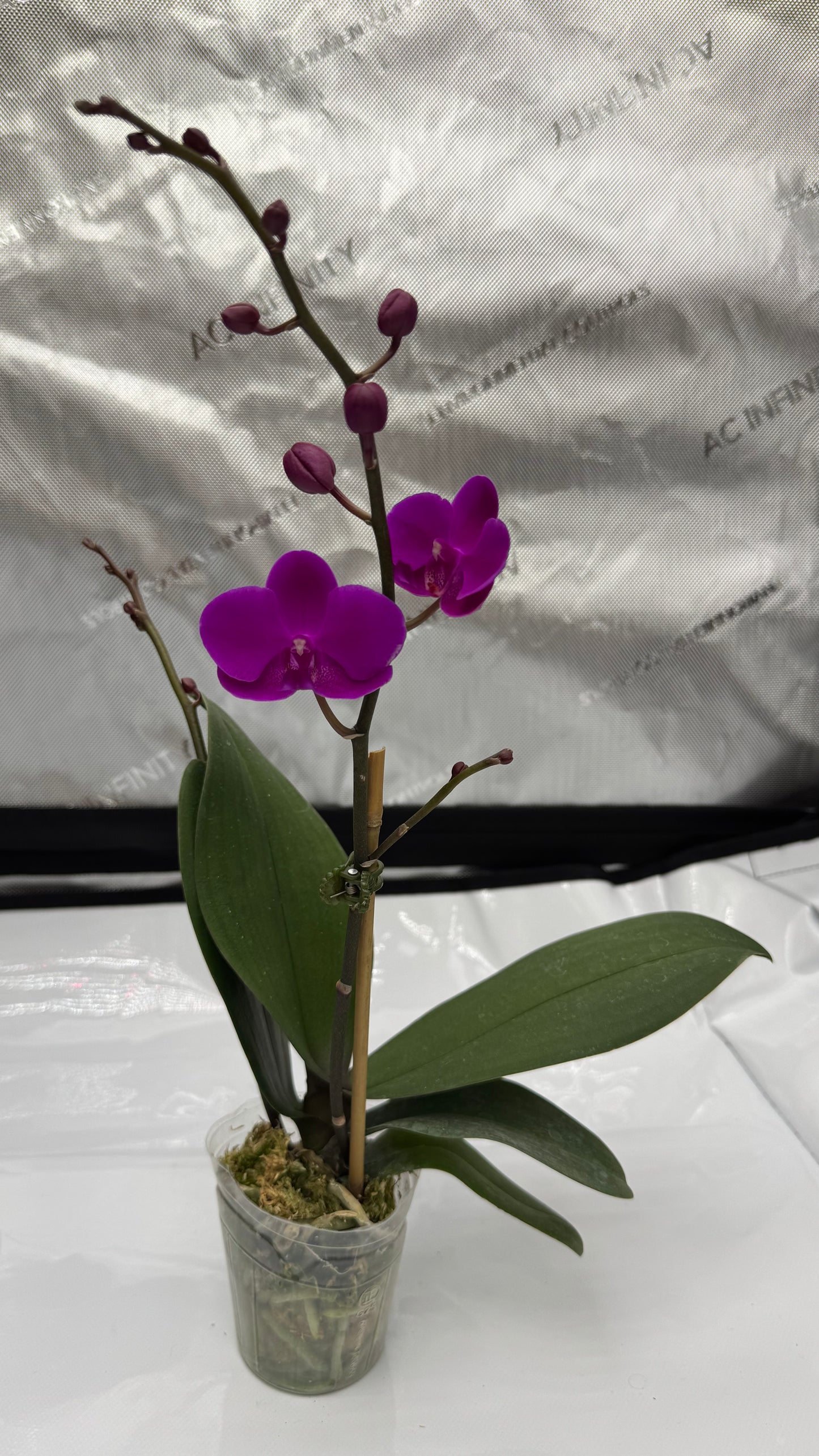 Phalaenopsis Queen Beer 'Electric Ladyland' Single Spike In Bud/Bloom