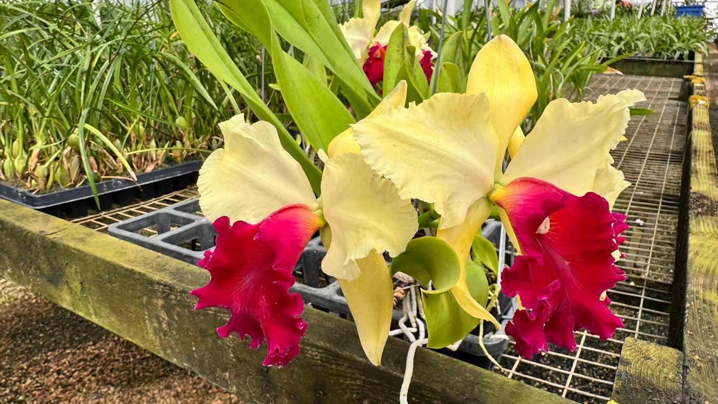 Large Cattleya Fragrant Blc. Waianae Appeal 'Carmela'