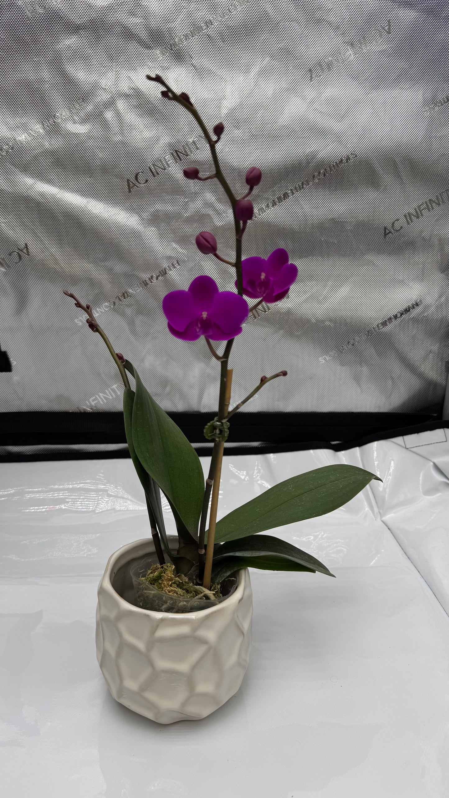 Phalaenopsis Queen Beer 'Electric Ladyland' Single Spike In Bud/Bloom