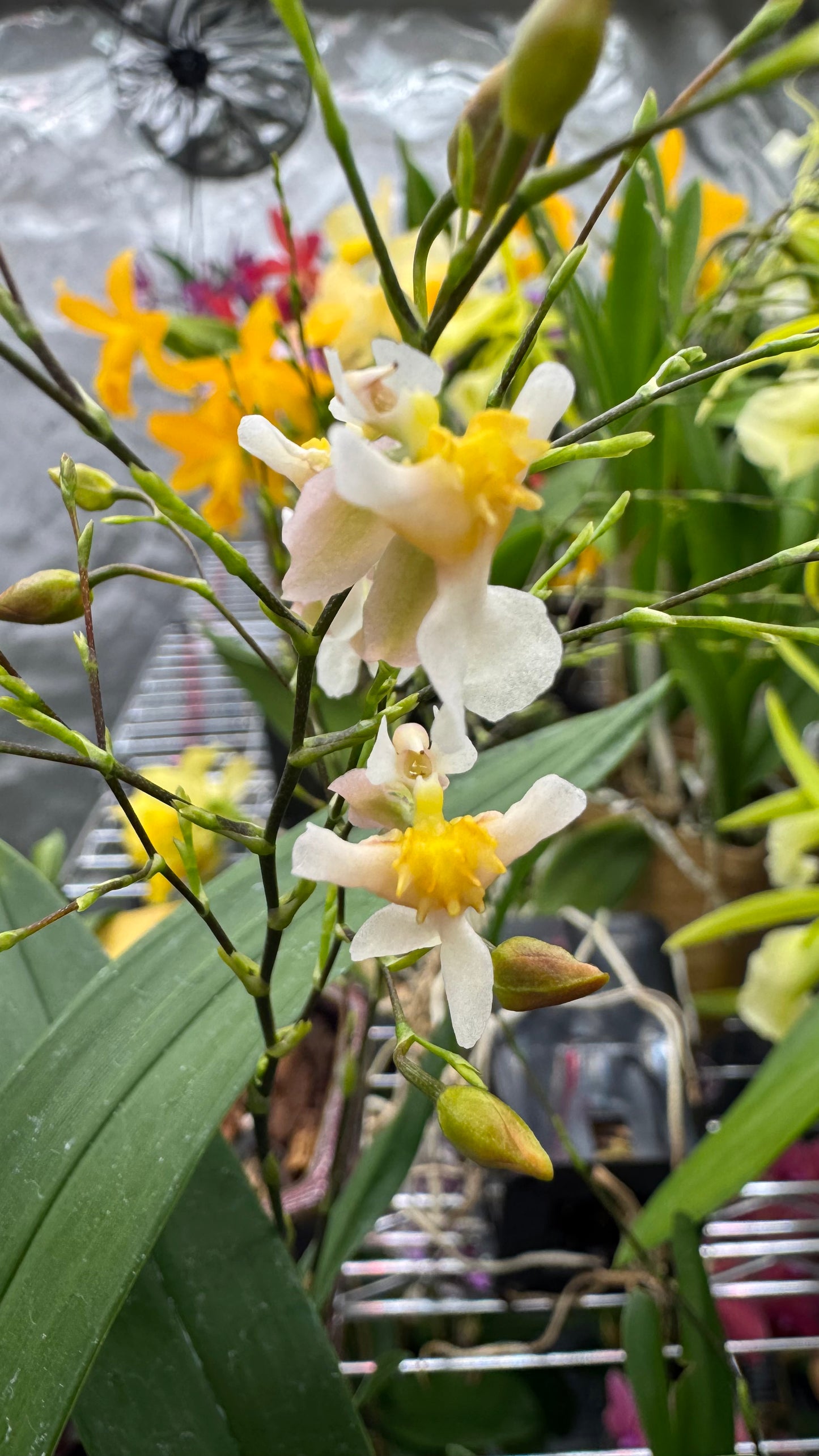 Oncidium (Onc.) Twinkle 'Fragrance Fantasy' SQ/JOGA