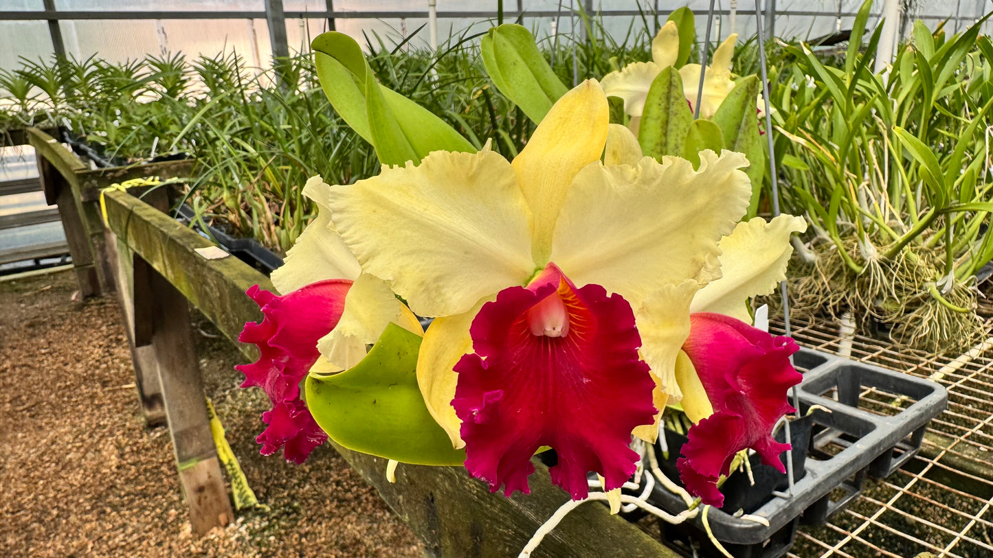 Large Cattleya Fragrant Blc. Waianae Appeal 'Carmela'