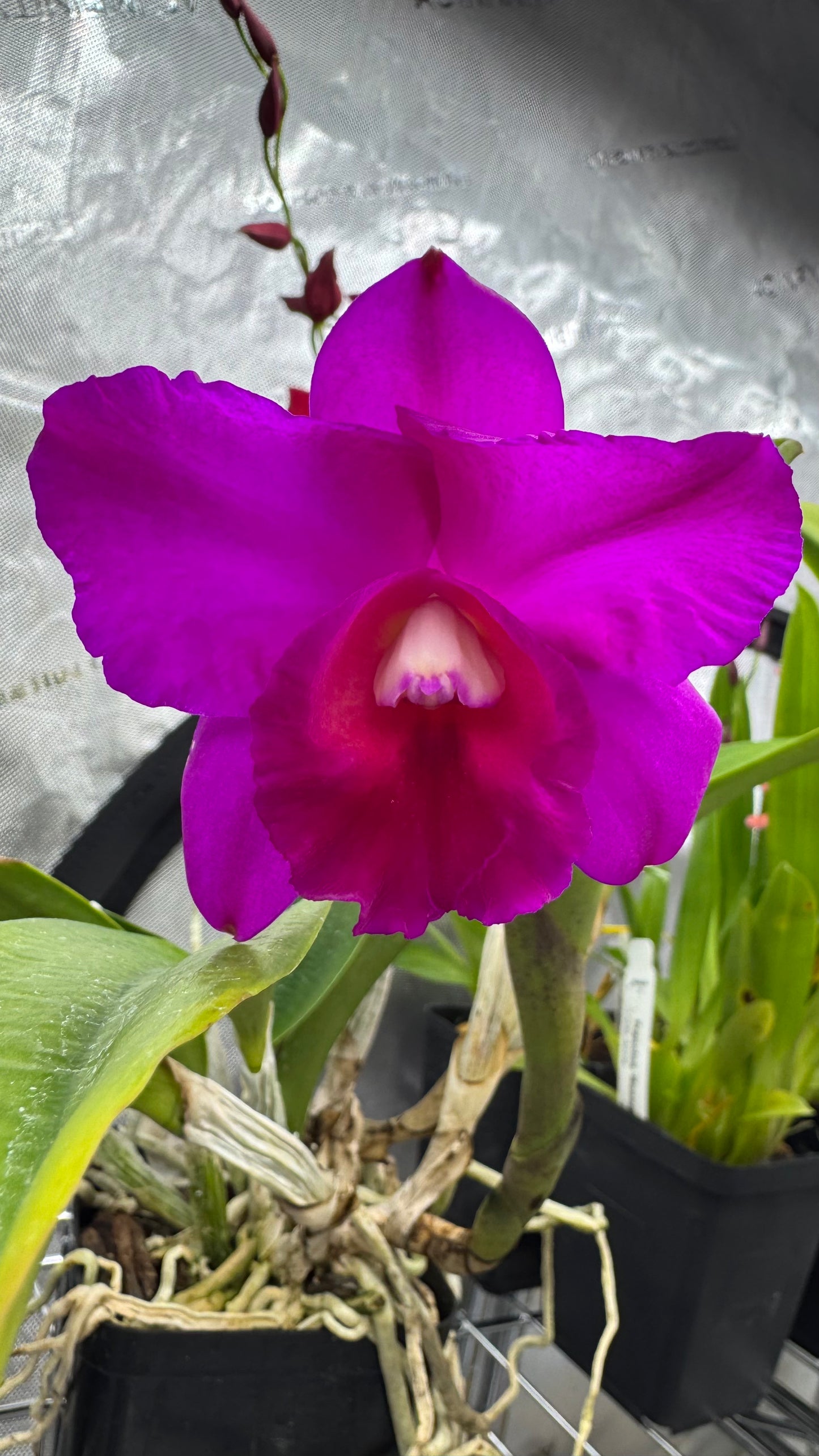 (Slc. Angle Jack x Lc. Mini Purple) 'SVO' x (Blc. Hunting Island x Lc. Aloha Case) 'SVO'