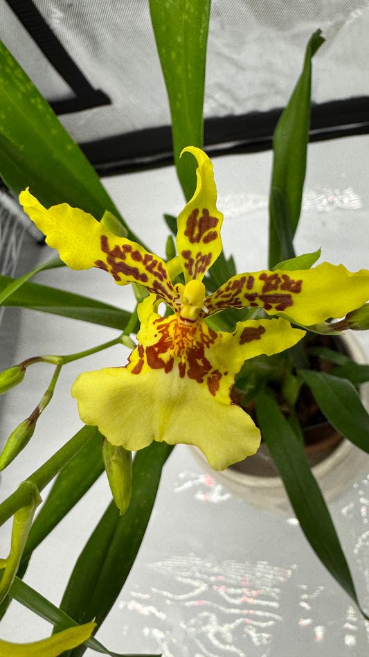 Miltonidium (Mtdm.) Pacific Paragon 'Honey Butter'