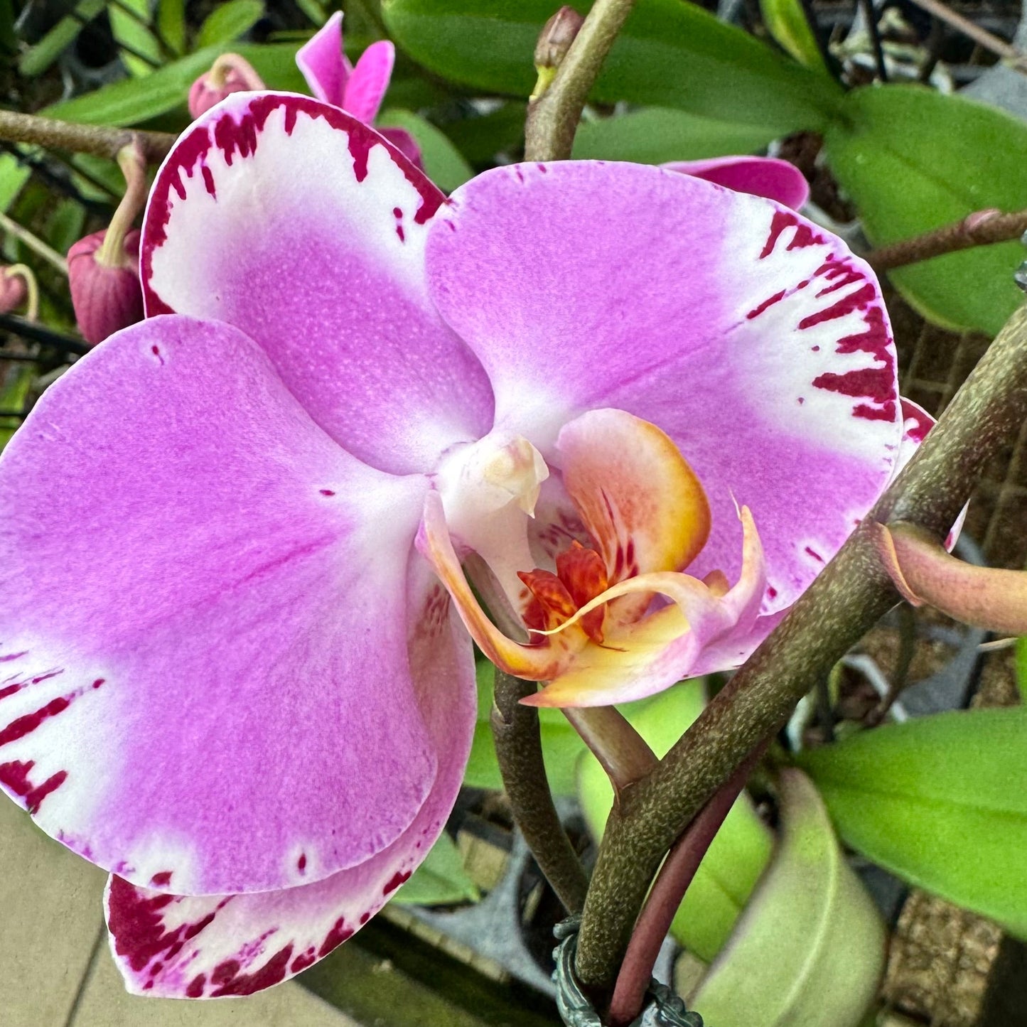 Phalaenopsis Jiuhbao Fairy