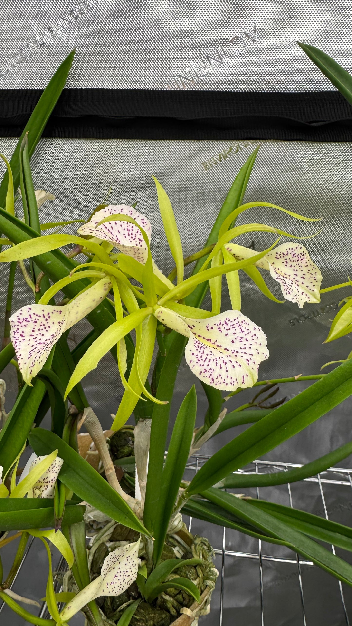 Brassocattleya (BC) Binosa 'Key Lime'