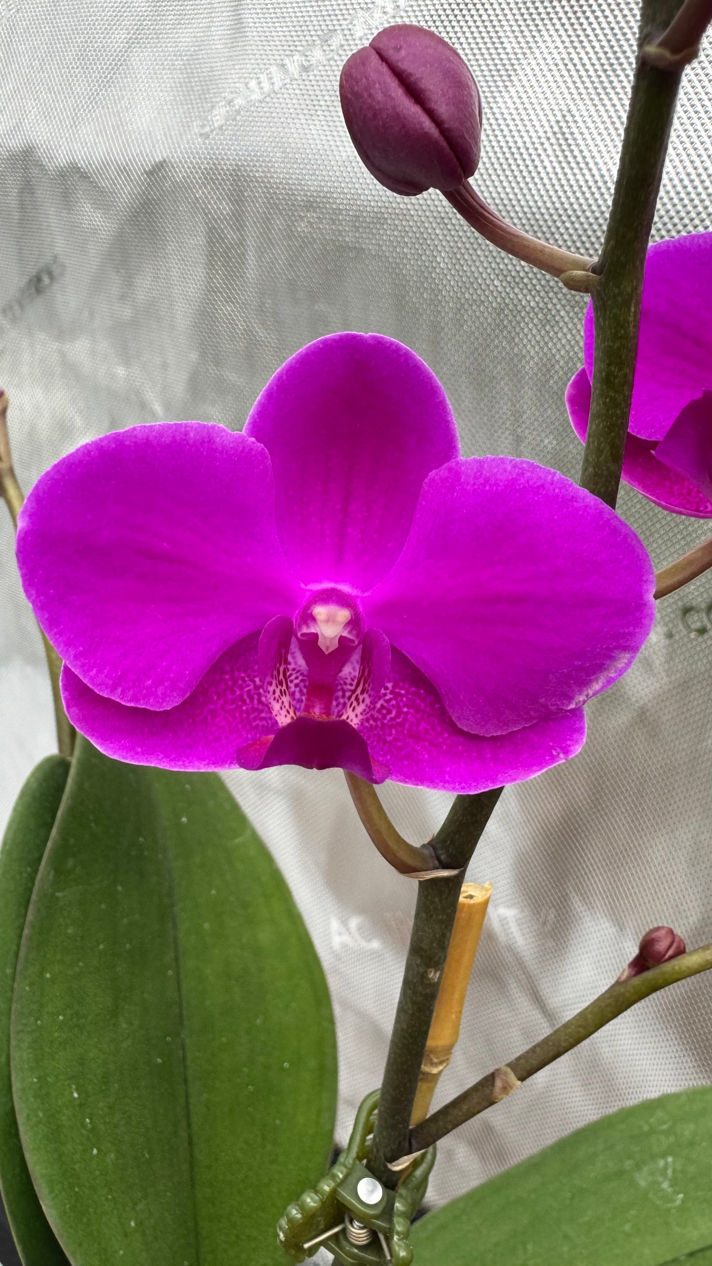 Phalaenopsis Queen Beer 'Electric Ladyland' Single Spike In Bud/Bloom