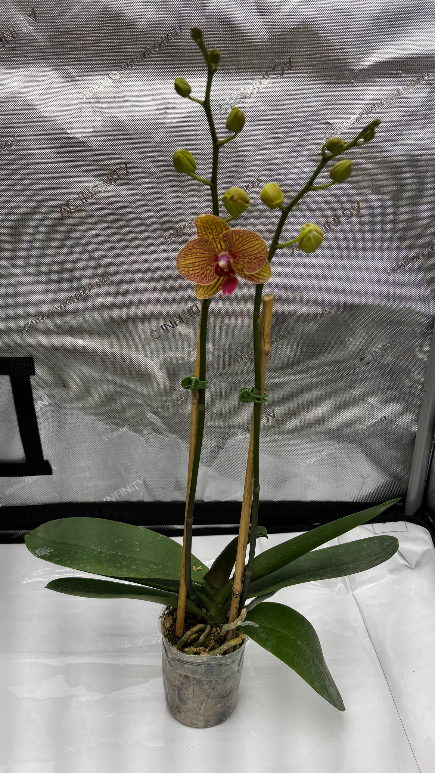 Phalaenopsis KV Beauty Double Spike In Bud/Bloom