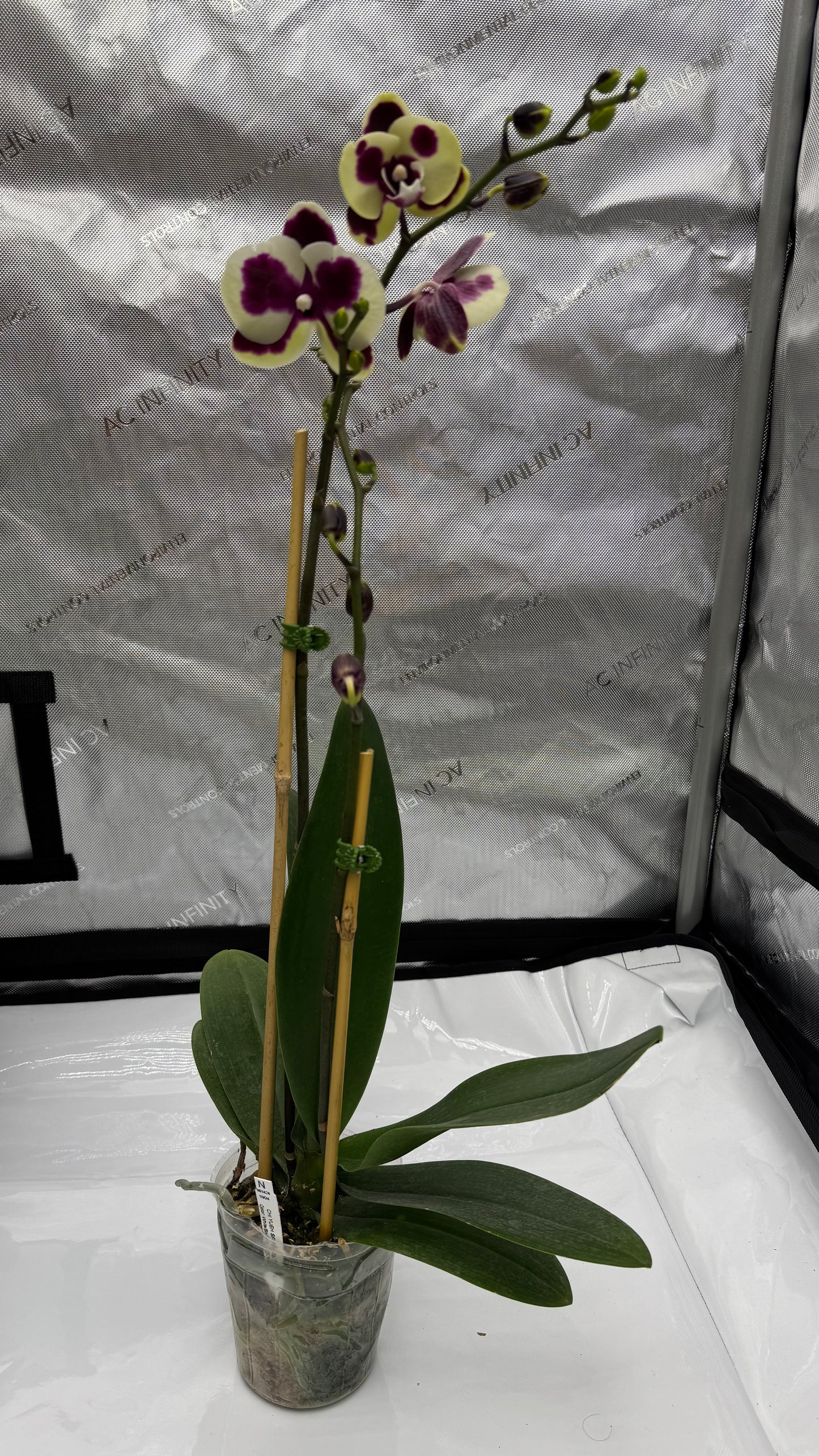 Phalaenopsis CHI Yeuh Sport Butterfly Double Spike In Bud/Bloom