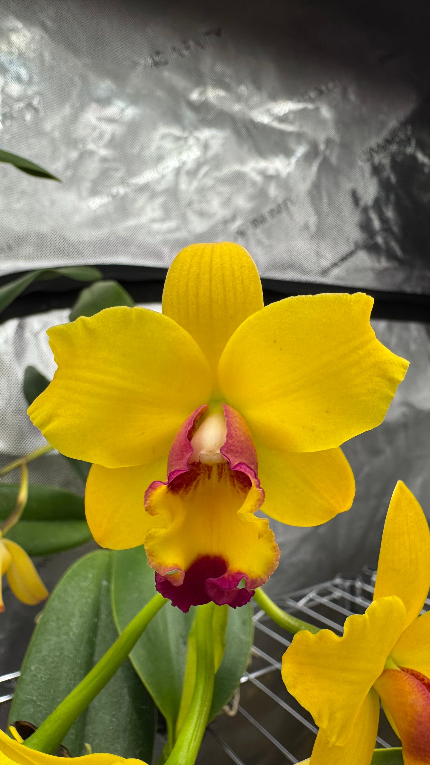 Pot. Gold Medallions 'SVO Romance' x Pot. Little Toshie 'Gold Country' AM/AOS