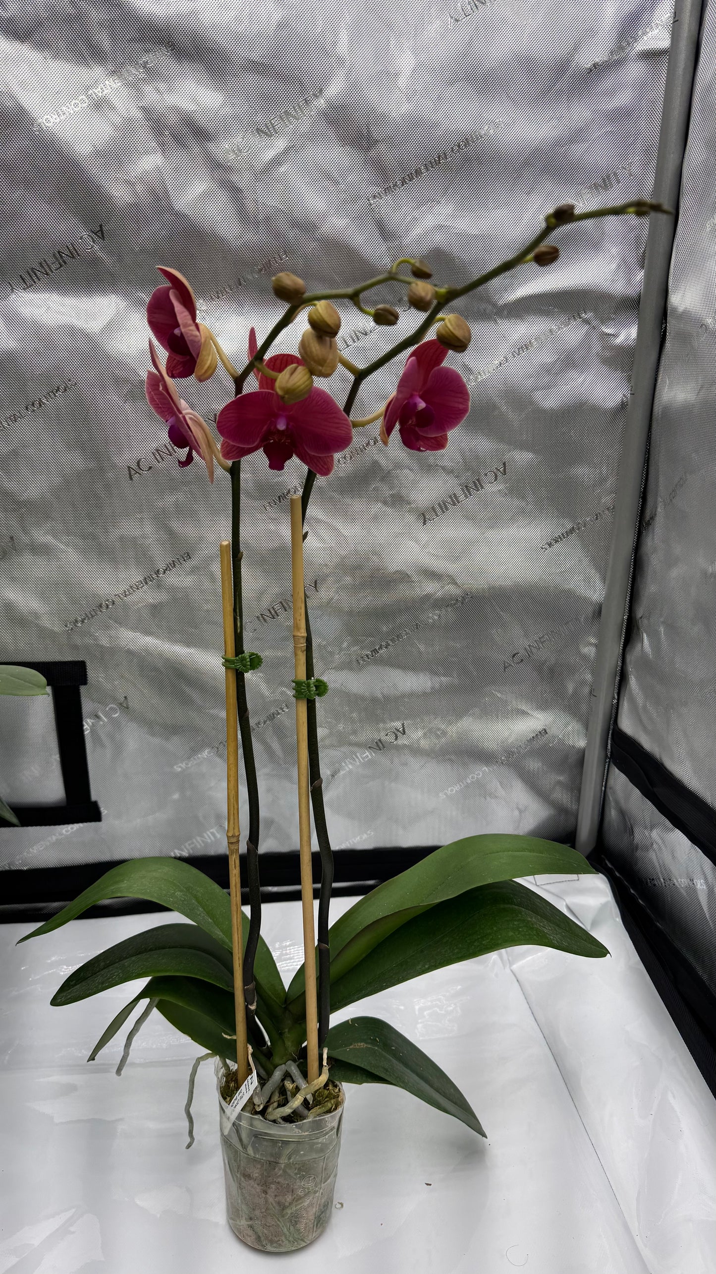 Phalaenopsis Dtps. Lianher Orange Double Spike In Bud/Bloom