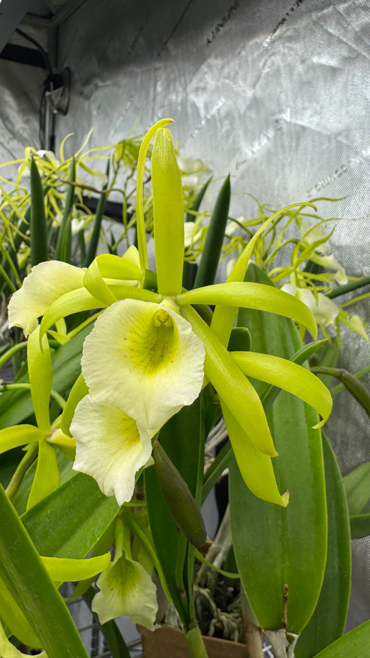 Procatavola (PCV) 'Key Lime Stars'