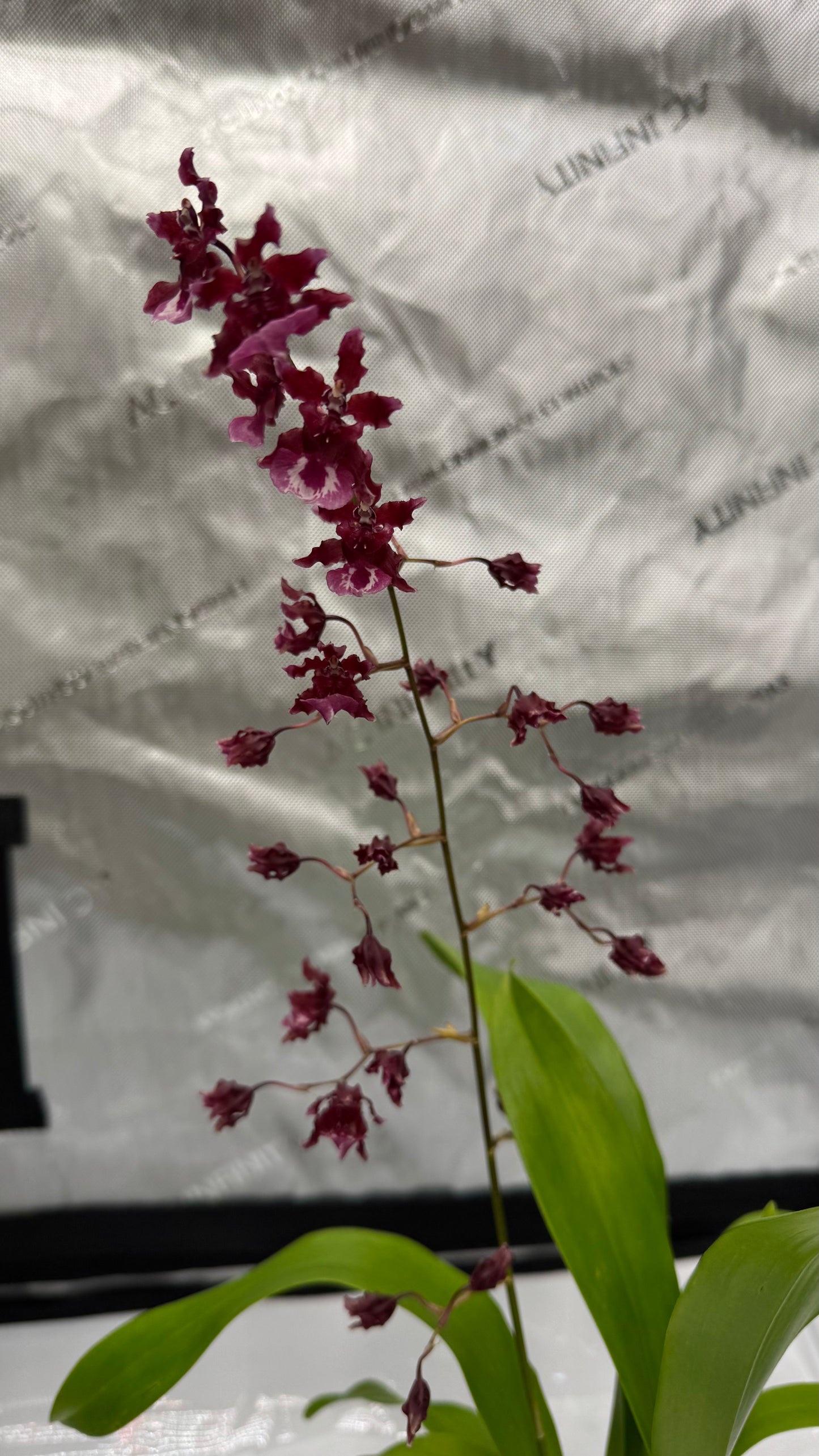 Oncidium (Onc.) Heaven Scent 'Sweet Baby'