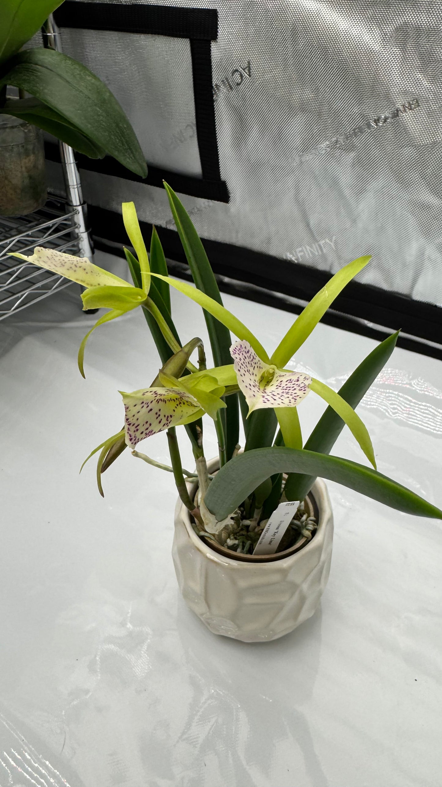 Brassocattleya (BC) Binosa 'Key Lime'