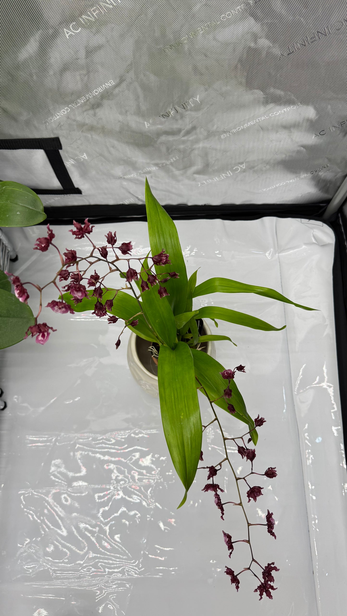 Oncidium (Onc.) Heaven Scent 'Sweet Baby'