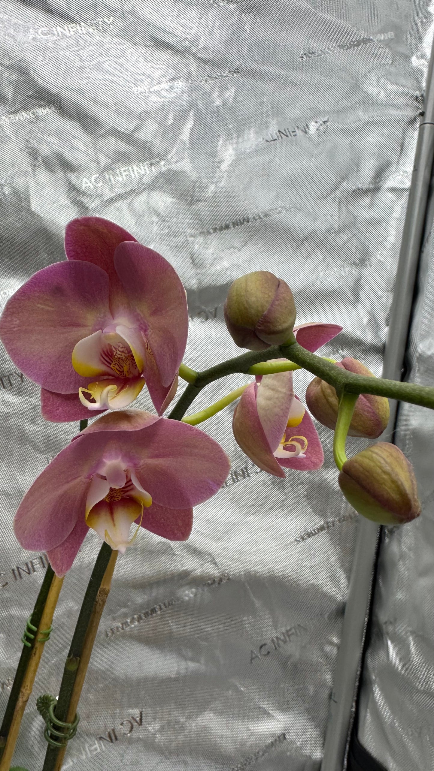 Phalaenopsis KC Honey Peach Double Spike In Bud/Bloom