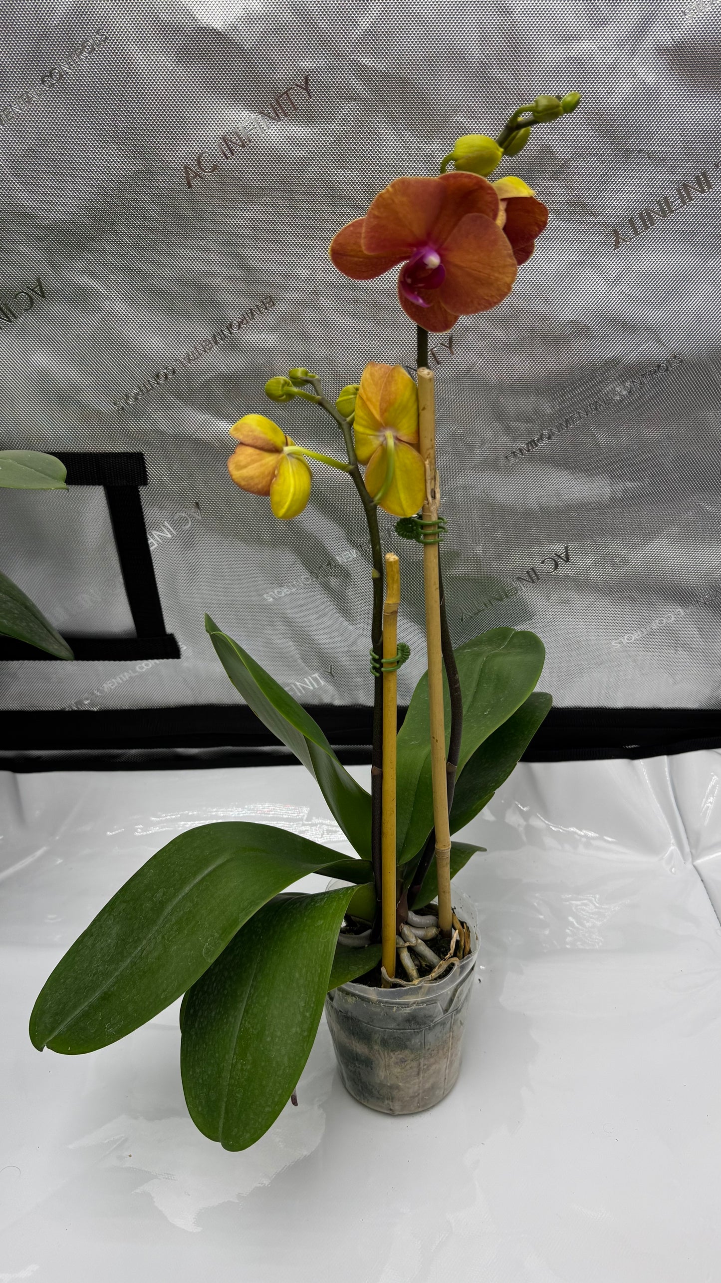 Phalaenopis Surf Song 'Ox Blood Orange' In Bud/Bloom