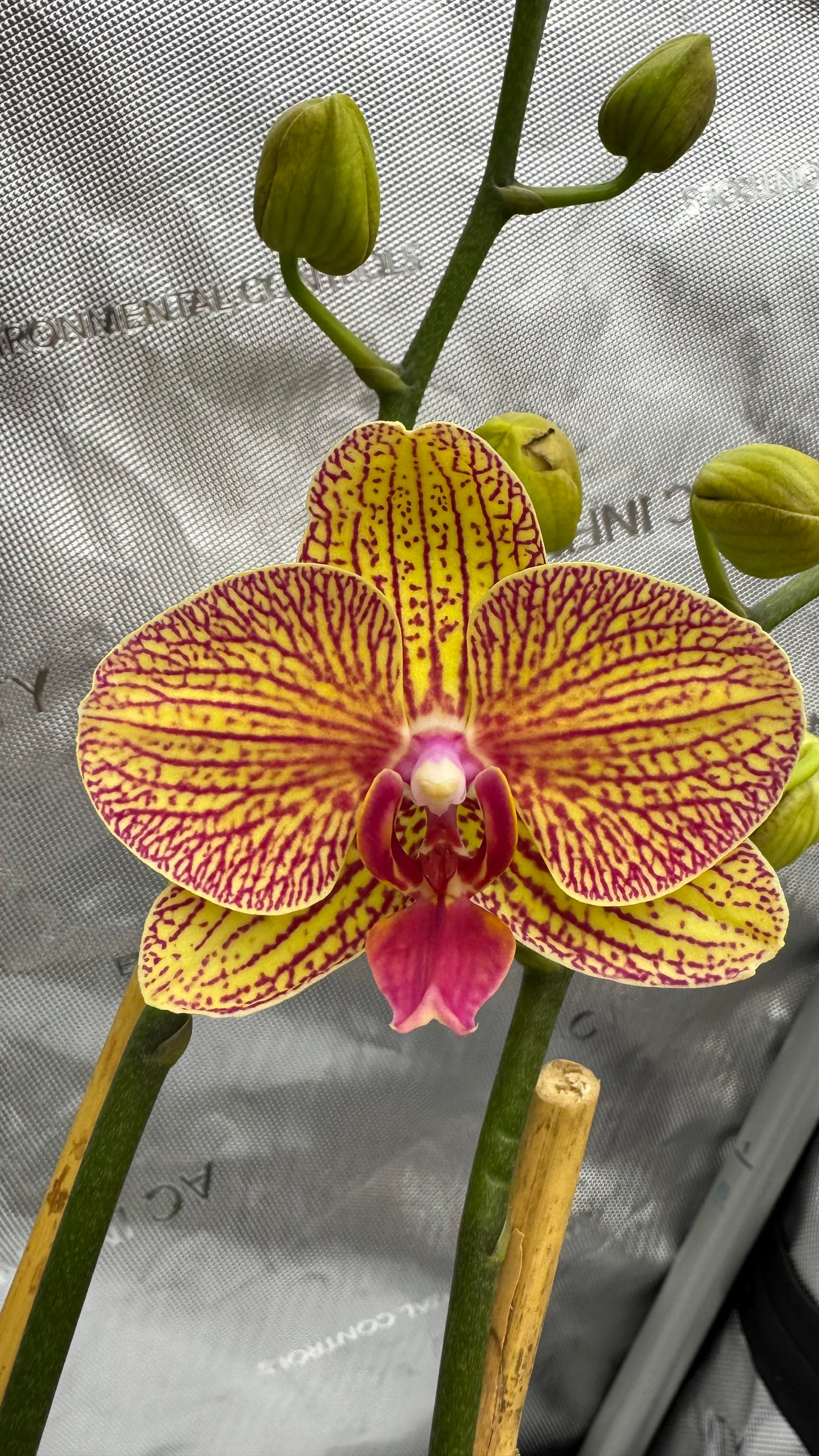 Phalaenopsis KV Beauty Double Spike In Bud/Bloom