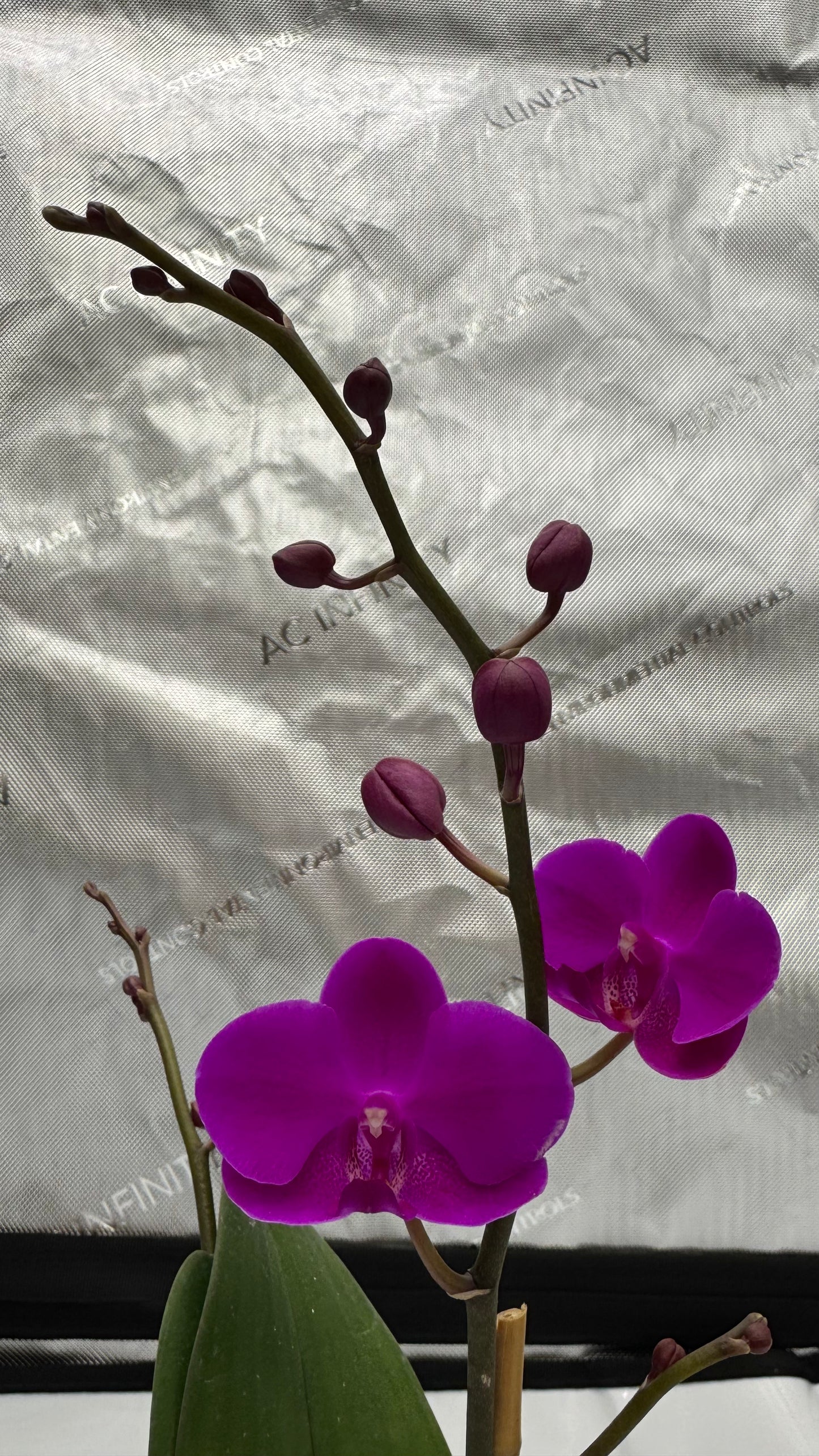 Phalaenopsis Queen Beer 'Electric Ladyland' Single Spike In Bud/Bloom