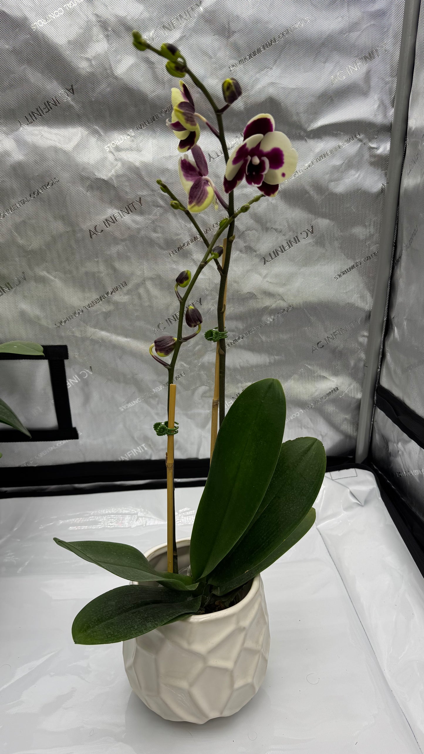 Phalaenopsis CHI Yeuh Sport Butterfly Double Spike In Bud/Bloom