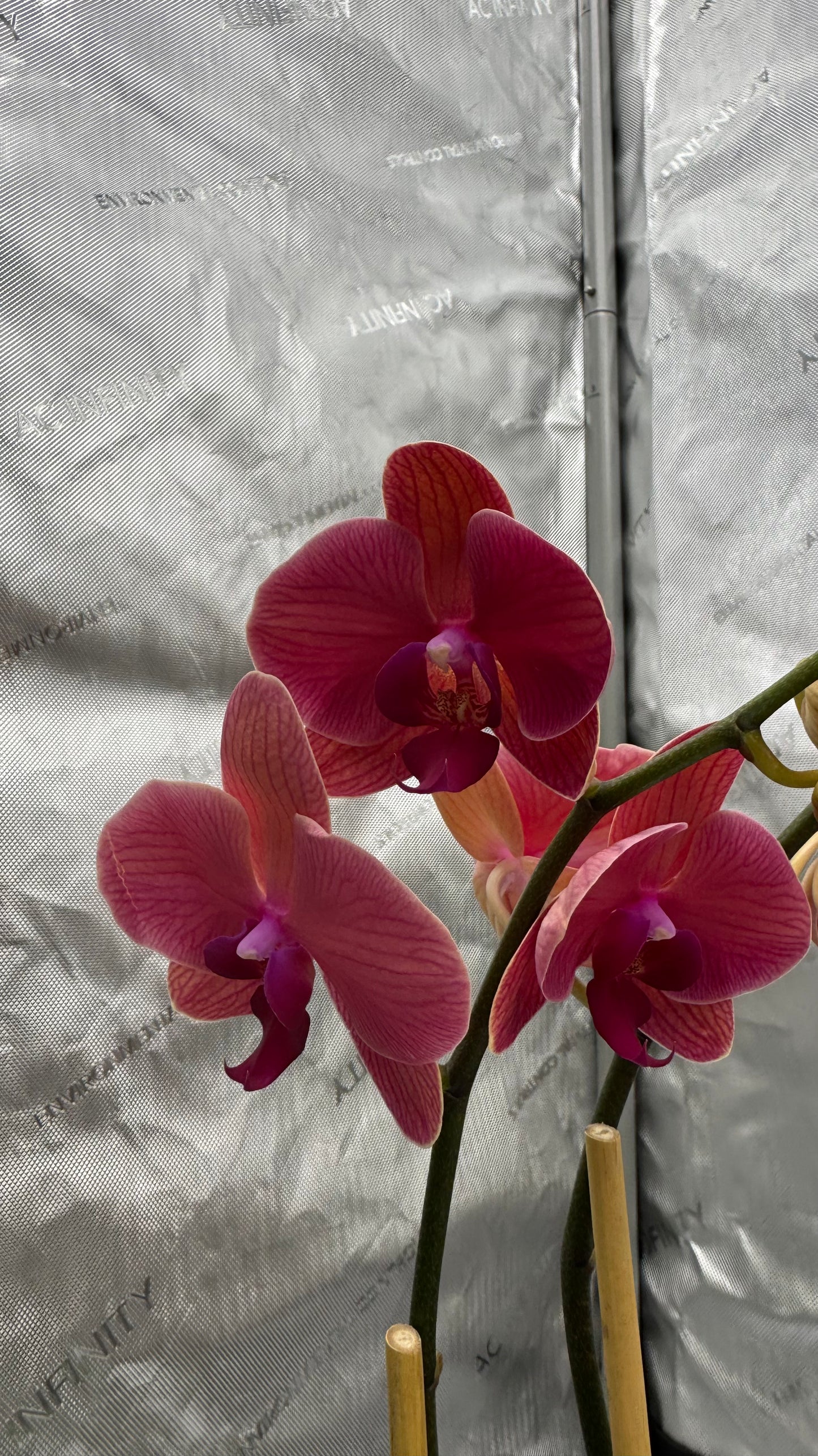 Phalaenopsis Dtps. Lianher Orange Double Spike In Bud/Bloom