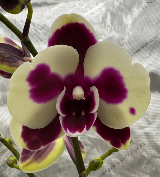 Phalaenopsis CHI Yeuh Sport Butterfly Double Spike In Bud/Bloom