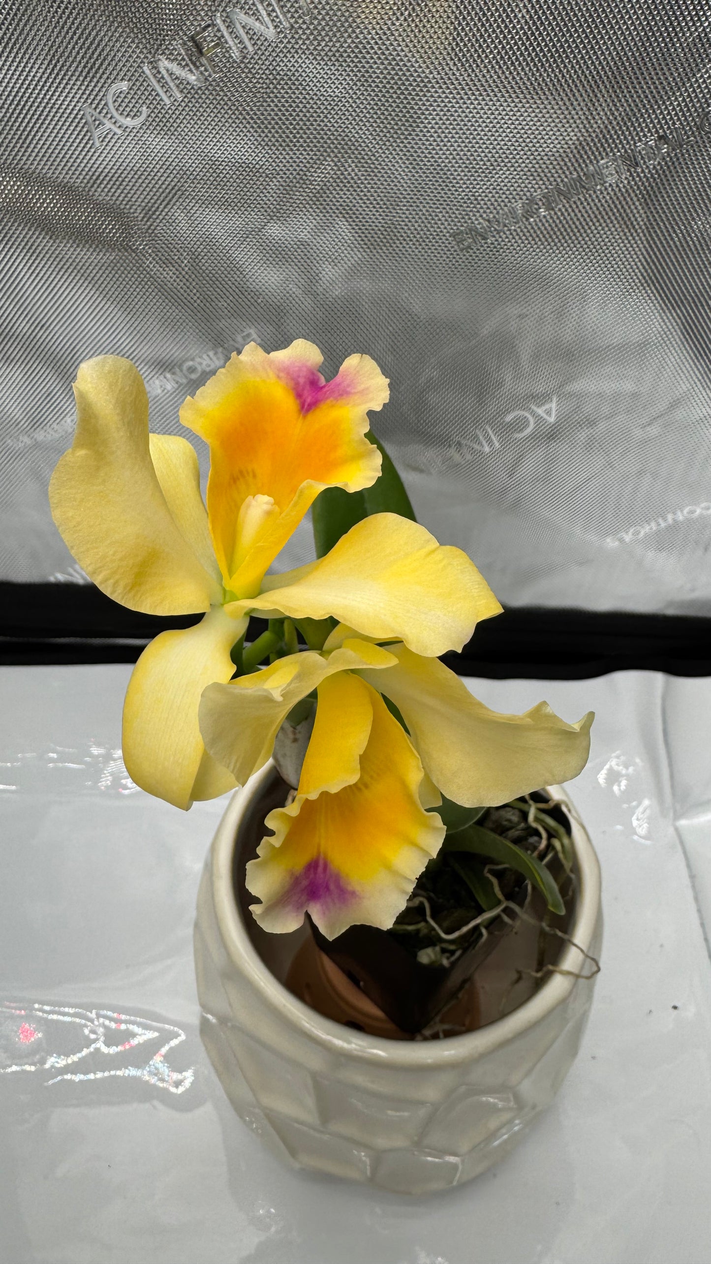 Blc. Carolina D' or 'Lenette #2' AM/AOS x (Blc. William Farrell x Schroders Love 'SVO Blush')