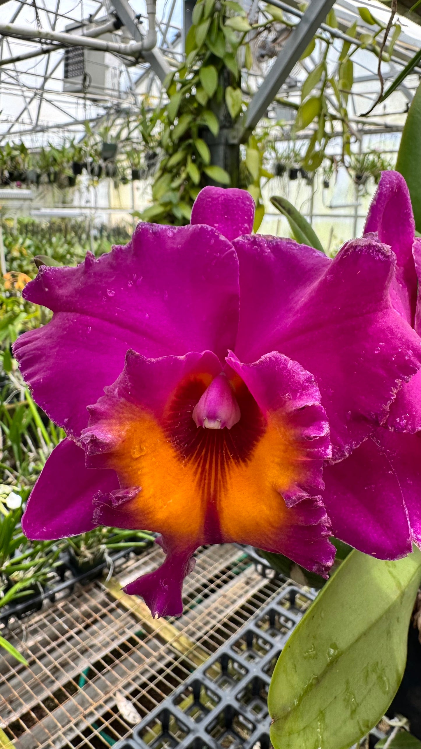 Large Cattleya Fragrant Blc. Yoko Kilbourne 'Ernie'