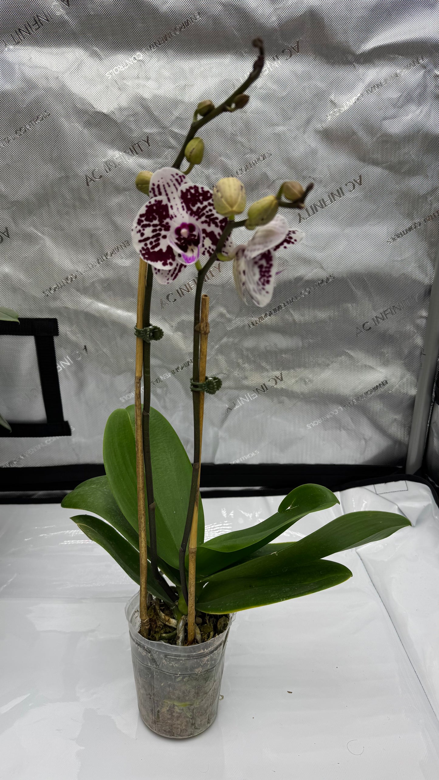 Phalaenopsis Lianher Black Pearl Double Spike In Bud/Bloom