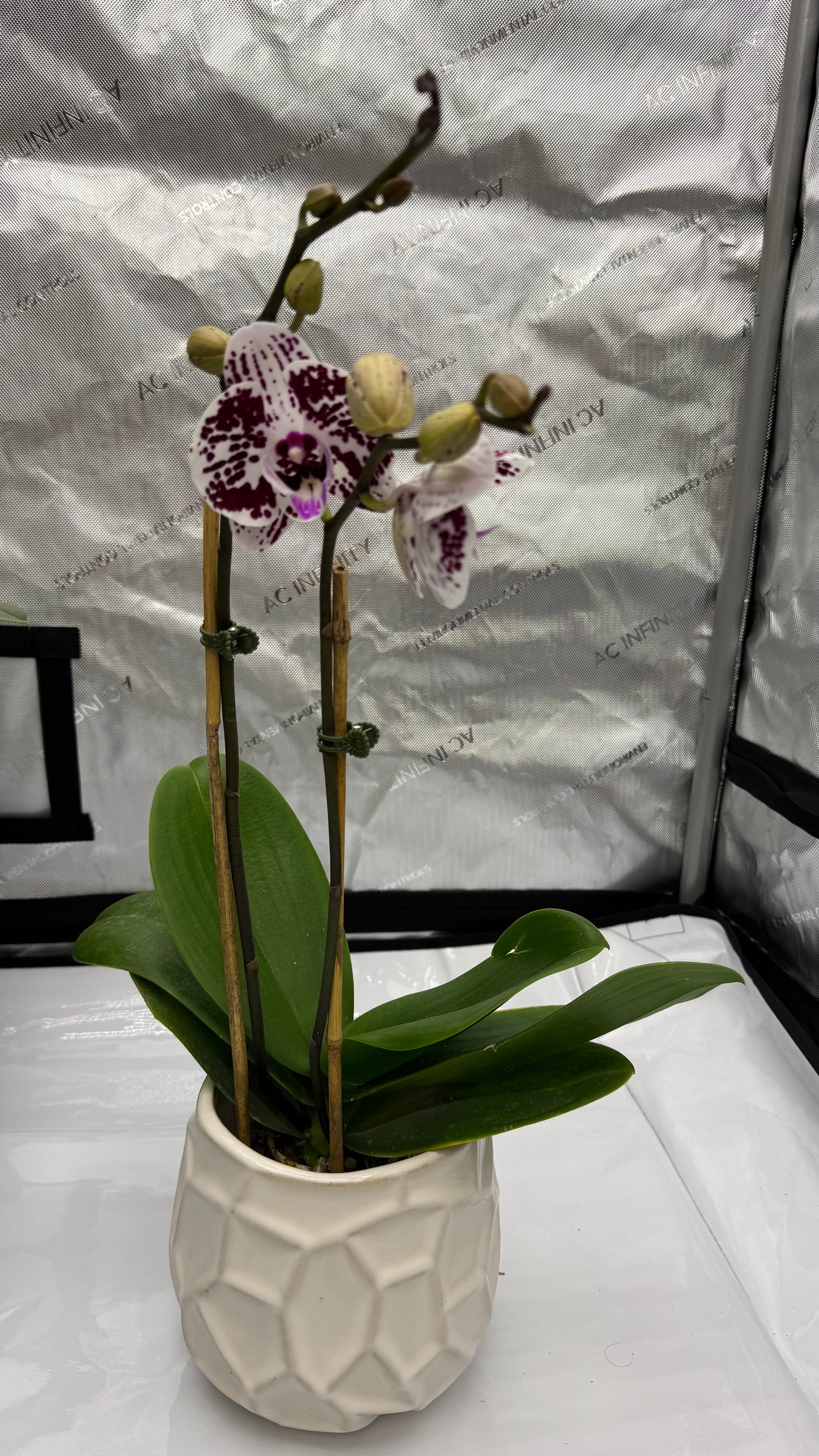 Phalaenopsis Lianher Black Pearl Double Spike In Bud/Bloom