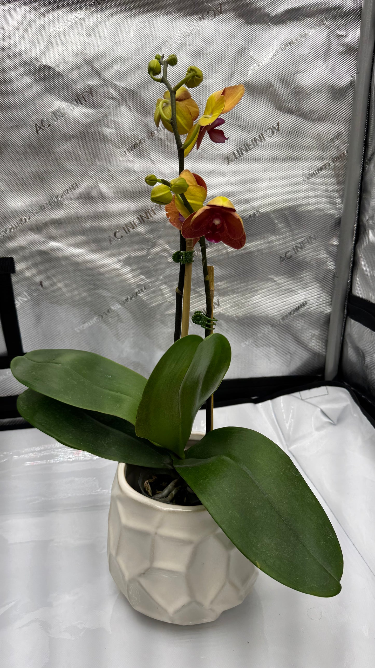 Phalaenopis Surf Song 'Ox Blood Orange' In Bud/Bloom