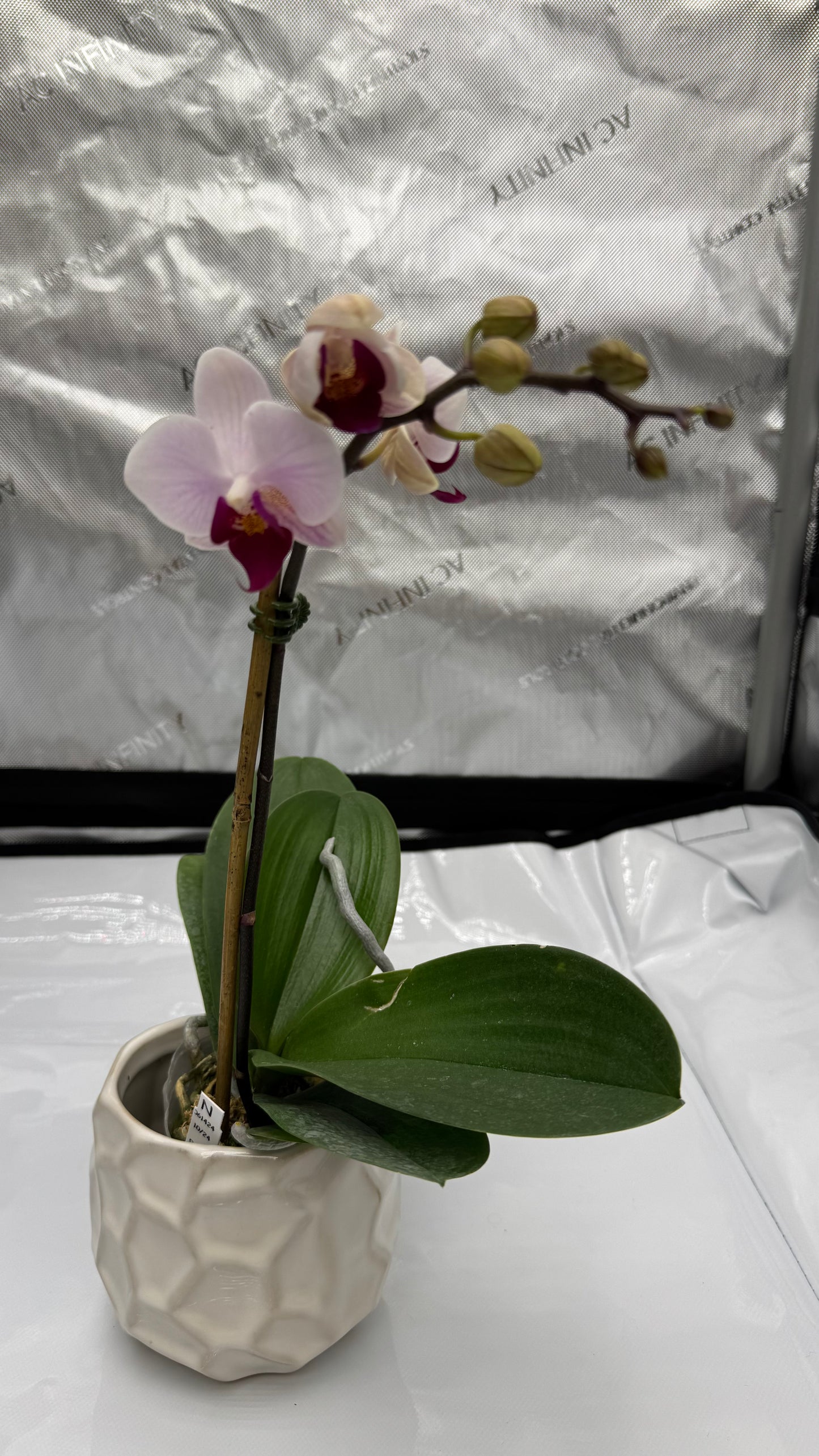 Phalaenopsis Little Gem Stripe No.1 Single Spike In Bud/Bloom