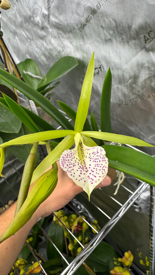 Brassocattleya (BC) Binosa 'Key Lime'