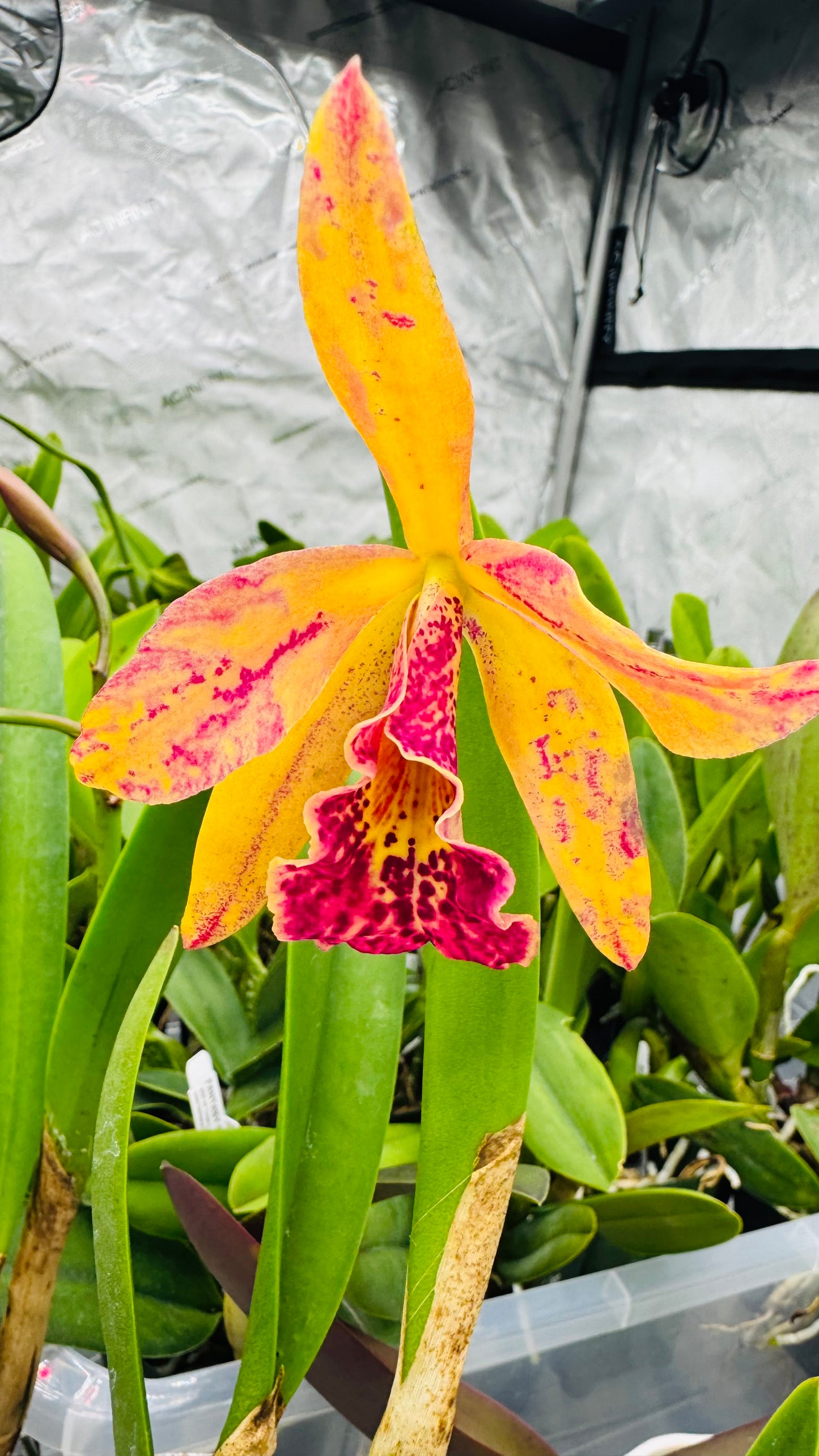 Cattleya Blc. Copper Queen