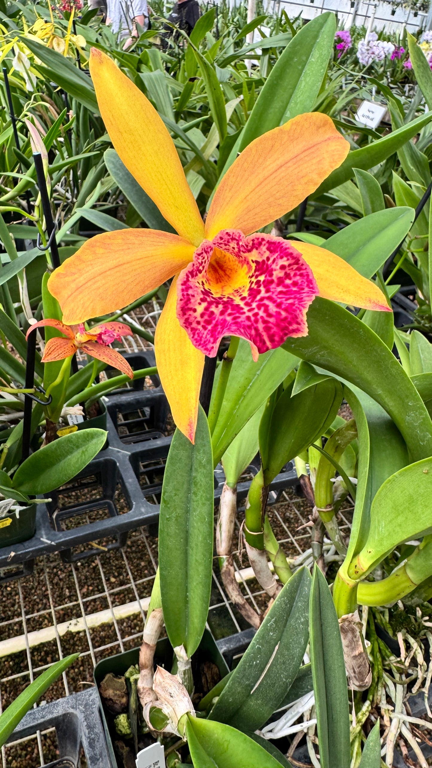 Cattleya Blc. Copper Queen