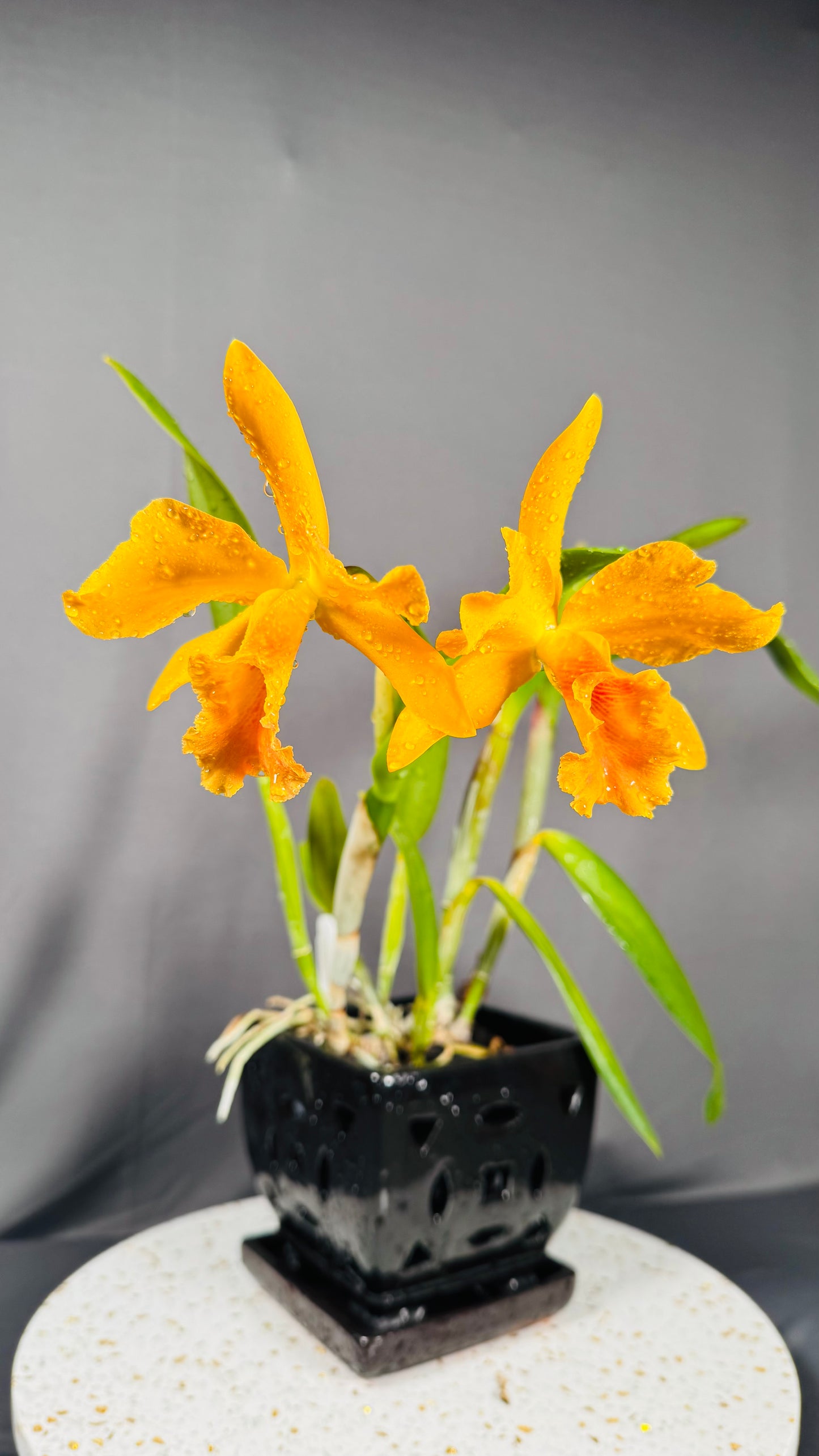 Blc. Guess What 'SVO' AM/AOS x Pot. William Farrell 'Native Son'