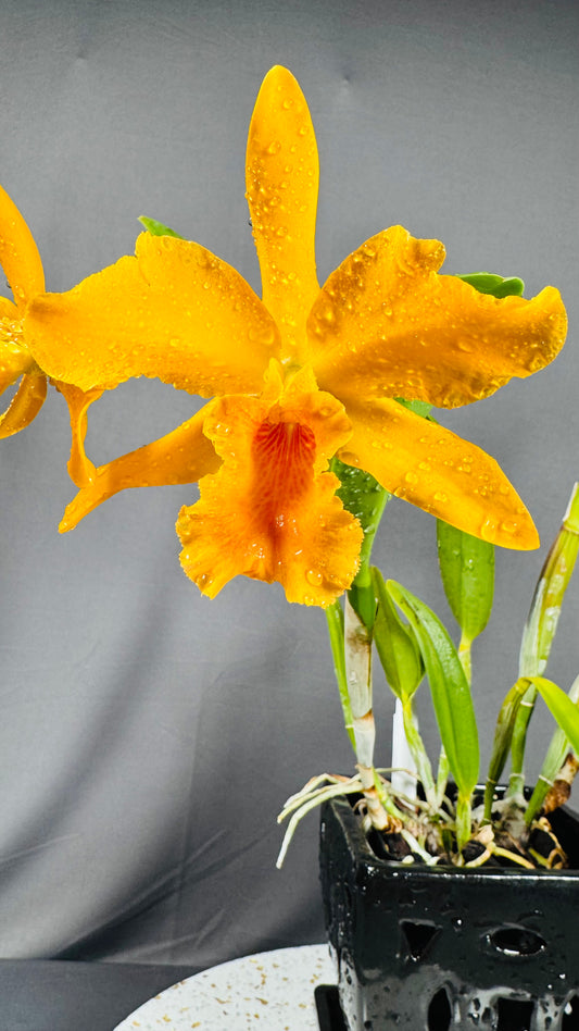 Blc. Guess What 'SVO' AM/AOS x Pot. William Farrell 'Native Son'