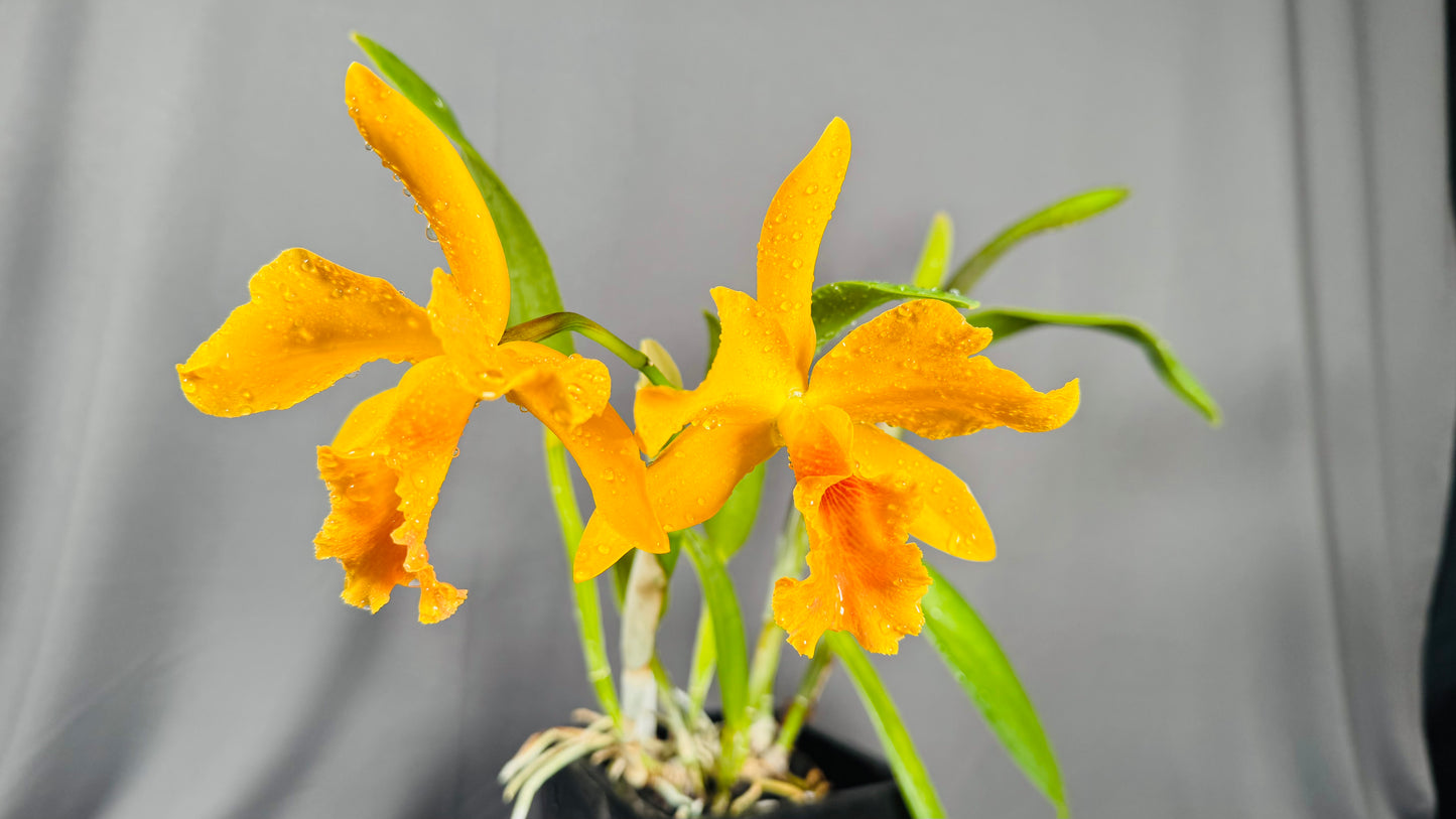 Blc. Guess What 'SVO' AM/AOS x Pot. William Farrell 'Native Son'