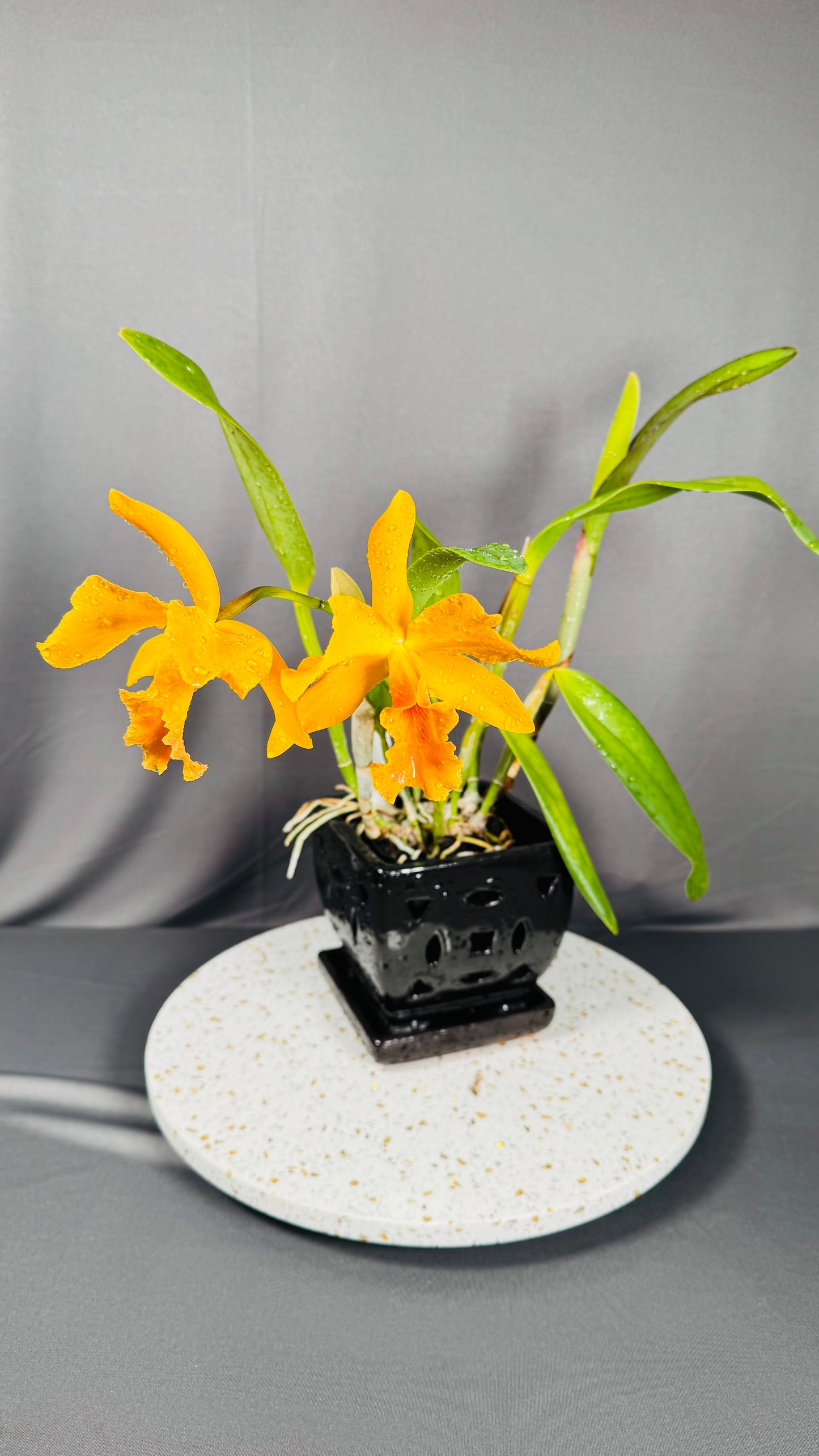 Blc. Guess What 'SVO' AM/AOS x Pot. William Farrell 'Native Son'