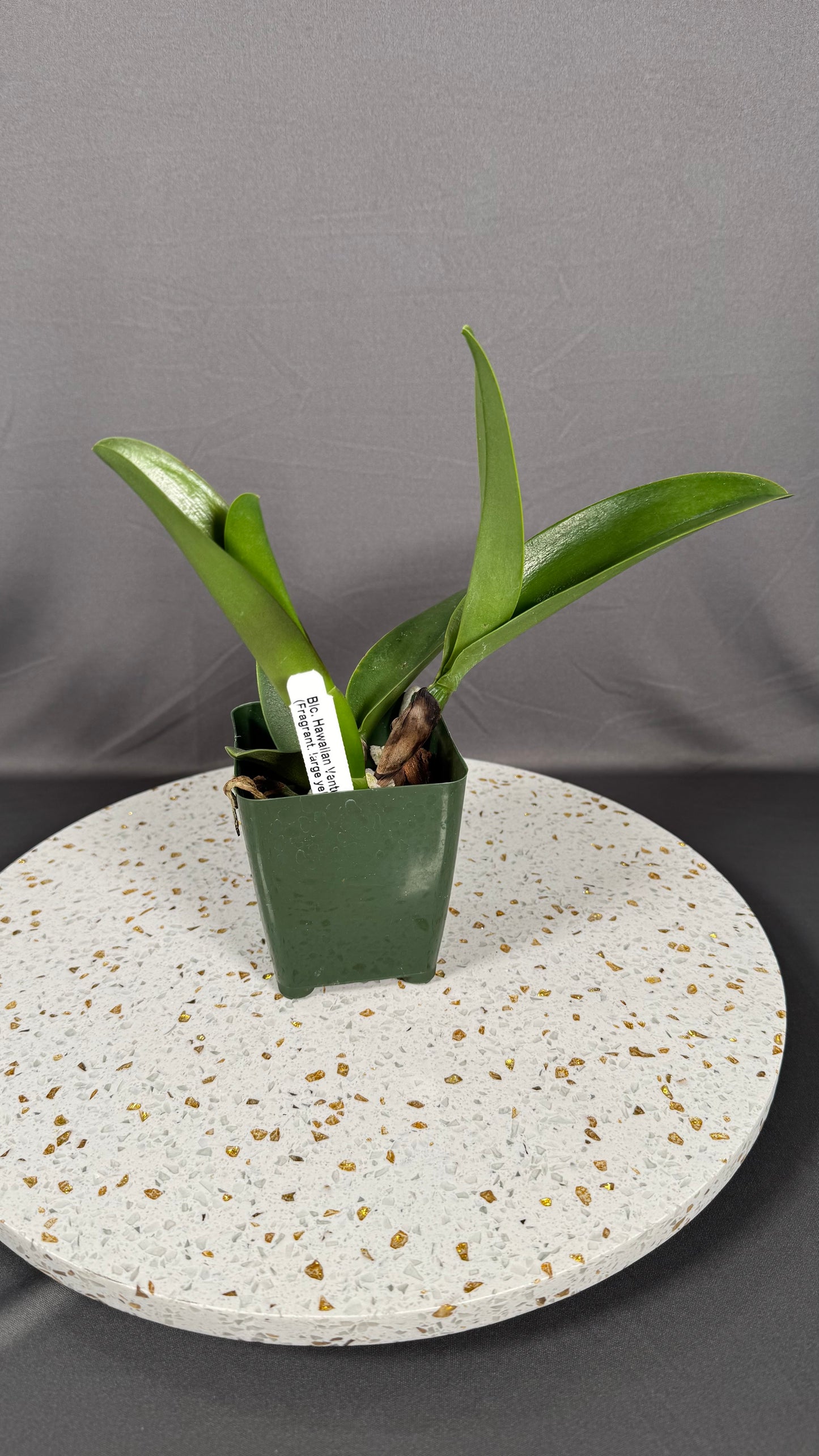 Large Cattleya Fragrant Blc. Hawaiian Venture 'Carmela'