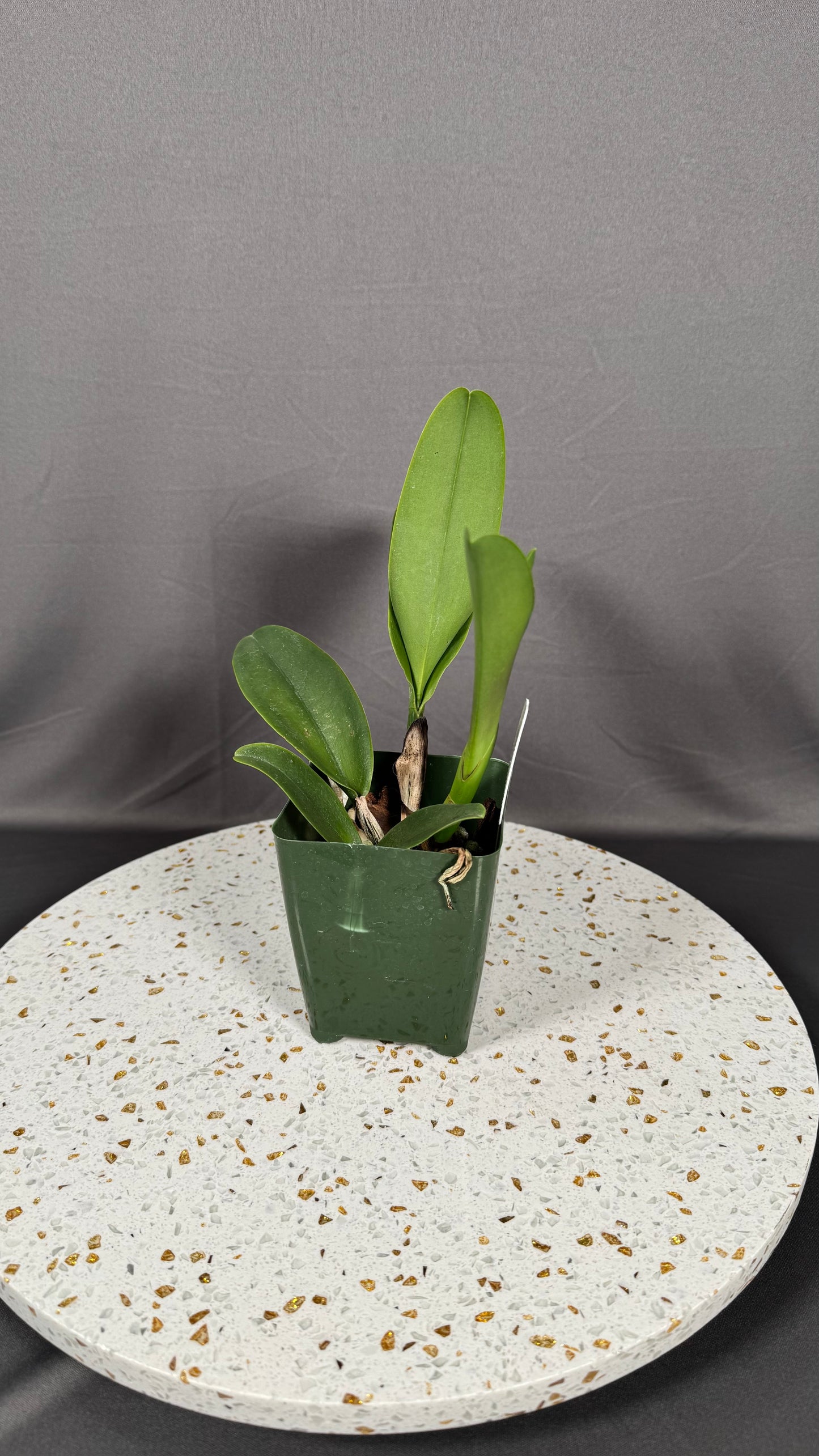 Large Cattleya Fragrant Blc. Hawaiian Venture 'Carmela'