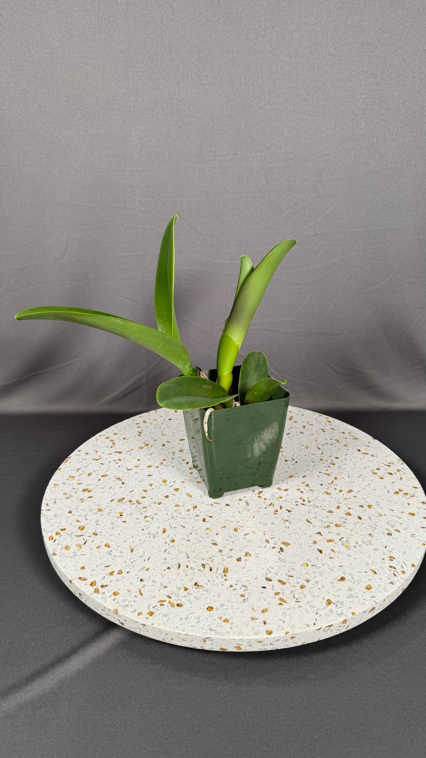 Large Cattleya Fragrant Blc. Hawaiian Venture 'Carmela'