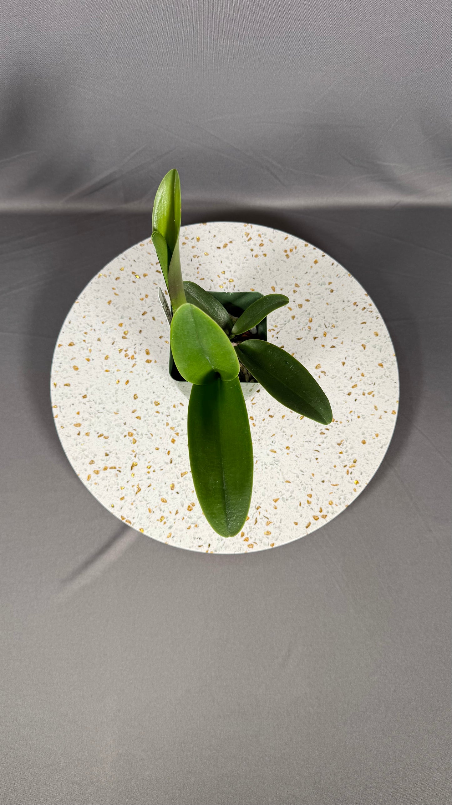 Large Cattleya Fragrant Blc. Hawaiian Venture 'Carmela'