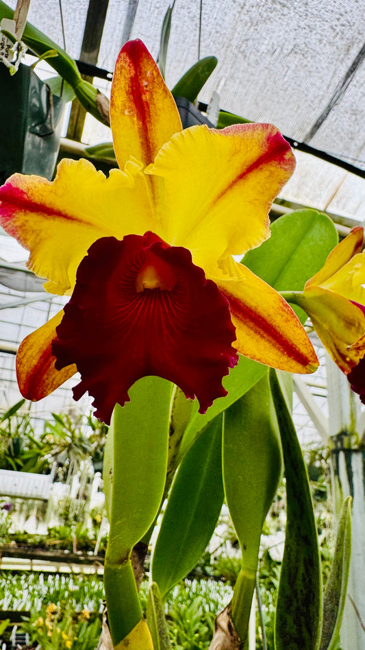 Large Cattleya Fragrant Blc. Toshie Aoki 'Pizazz'