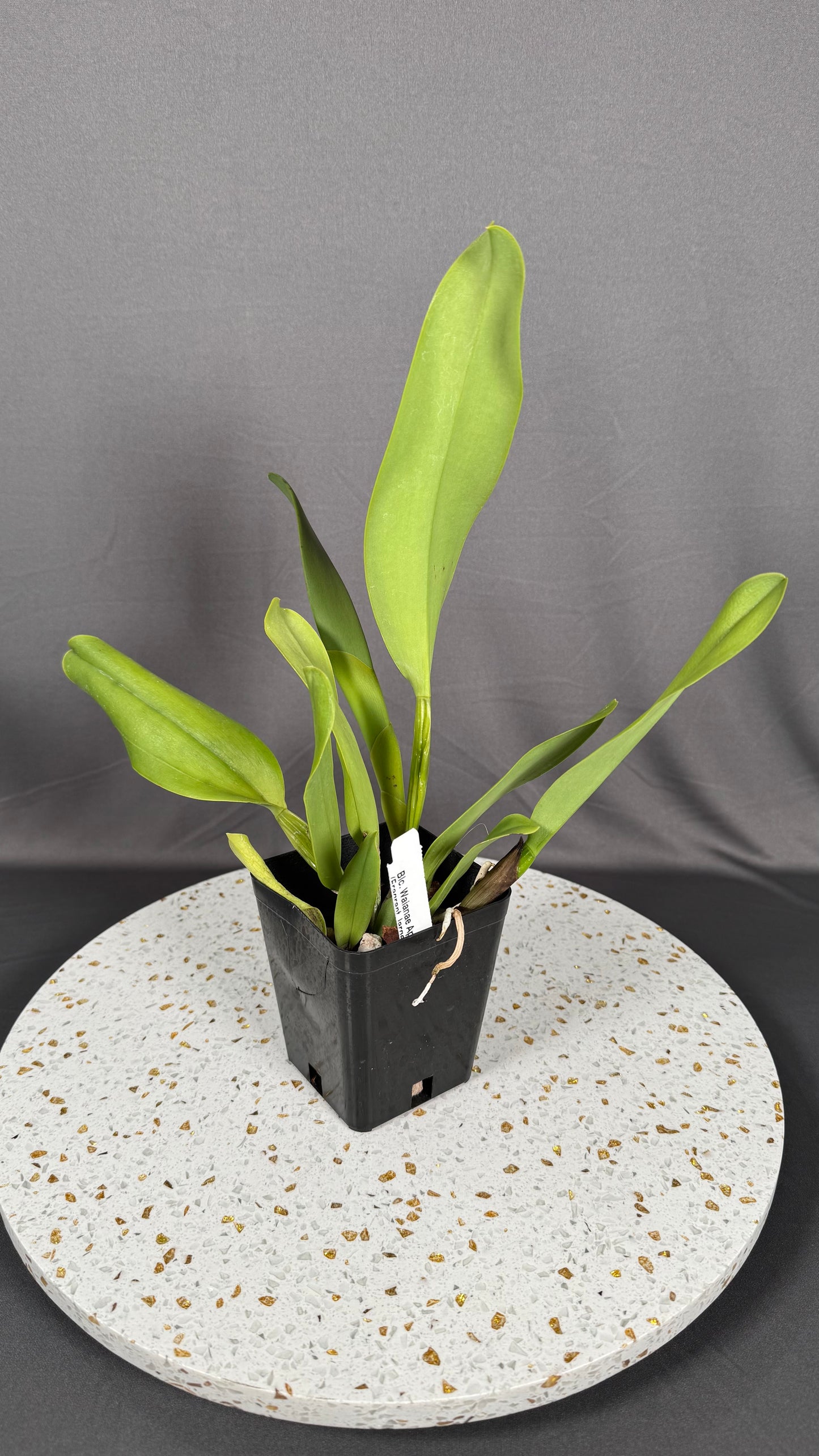 Large Cattleya Fragrant Blc. Waianae Appeal 'Carmela'